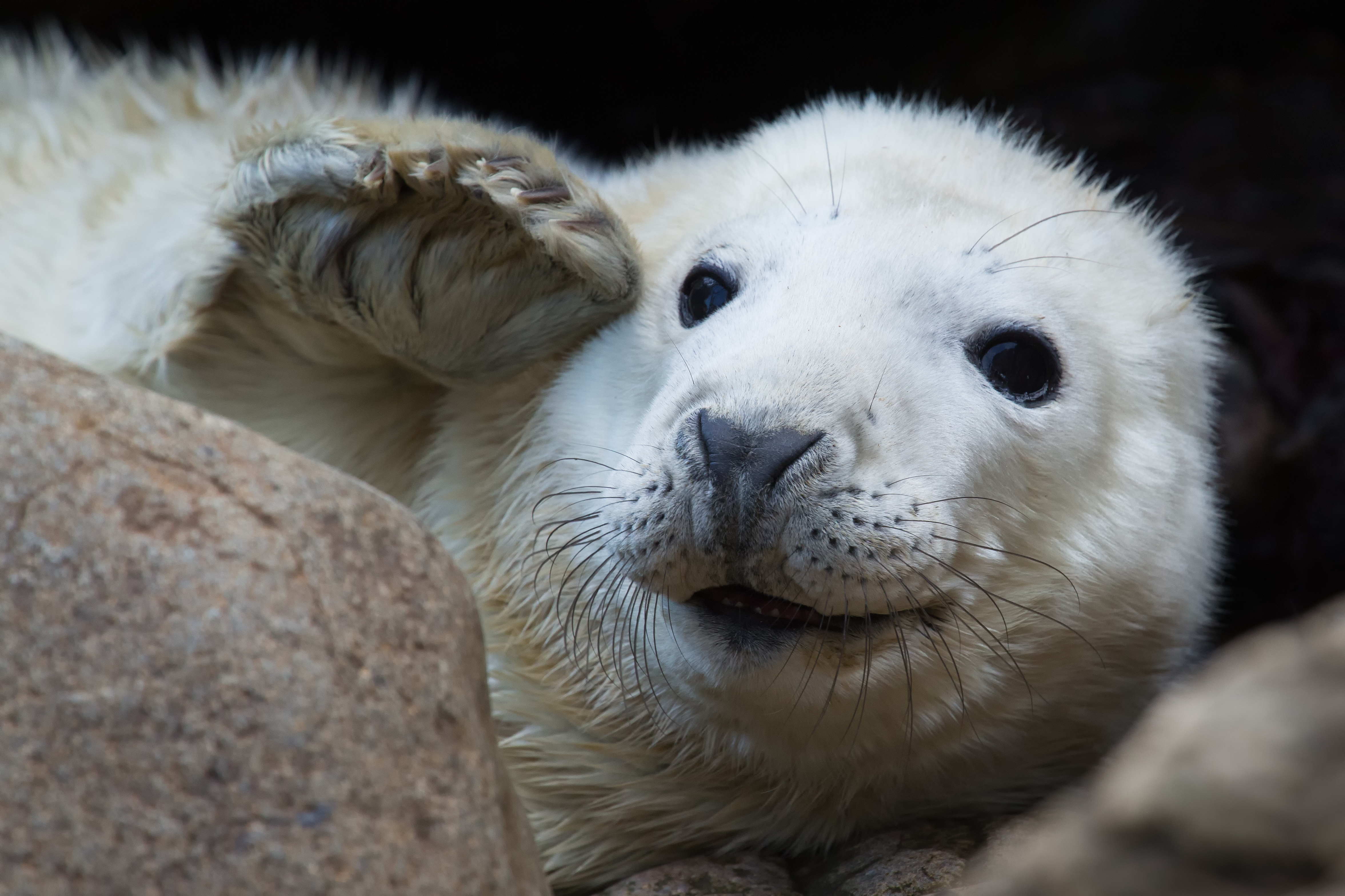 Free download wallpaper Seals, Close Up, Animal, Seal on your PC desktop