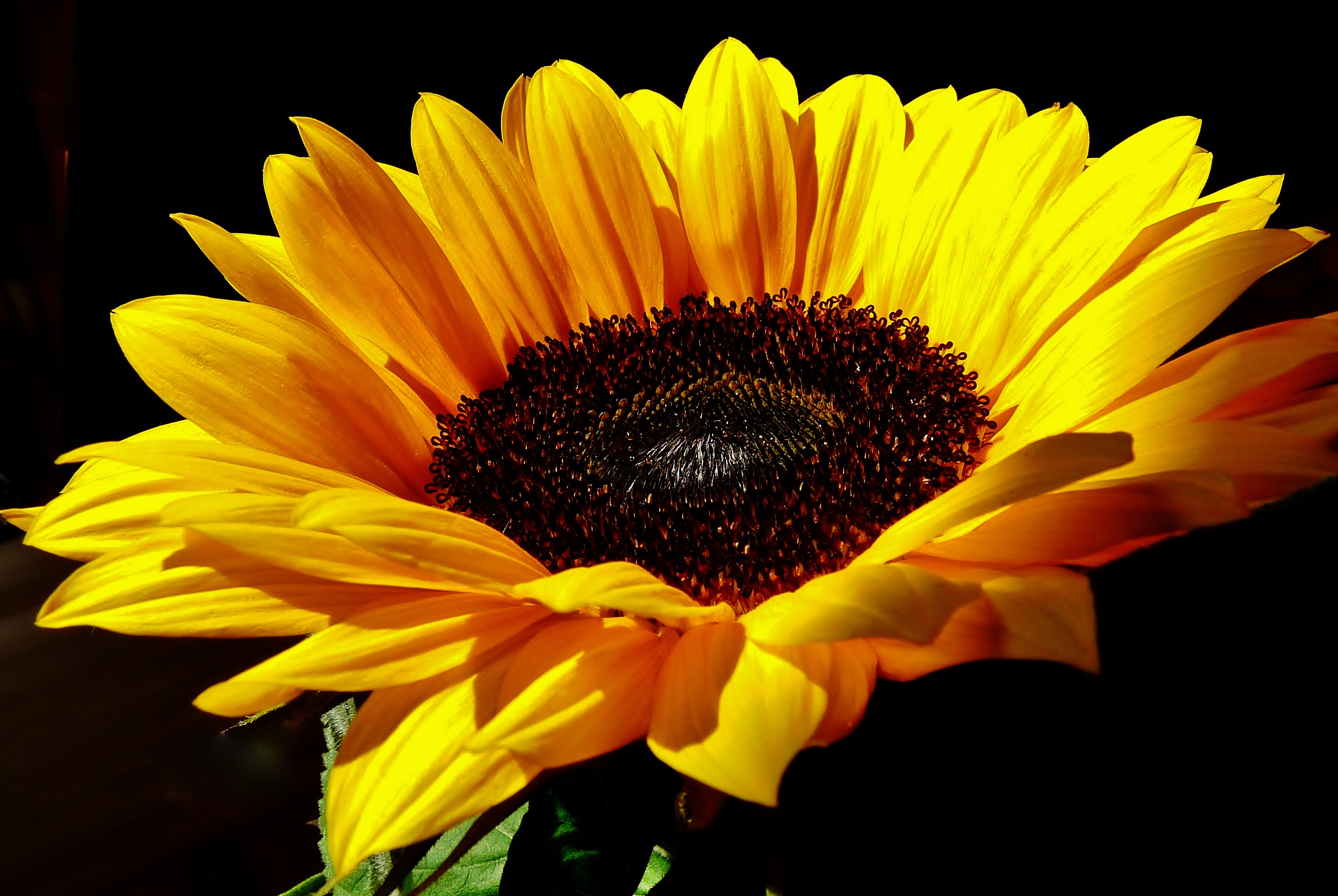 Descarga gratis la imagen Flor, Girasol, Tierra/naturaleza en el escritorio de tu PC