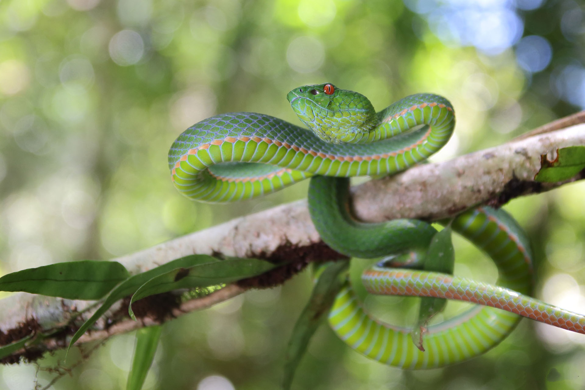 Download mobile wallpaper Animal, Reptile, Snake, Reptiles, Bokeh, Viper for free.