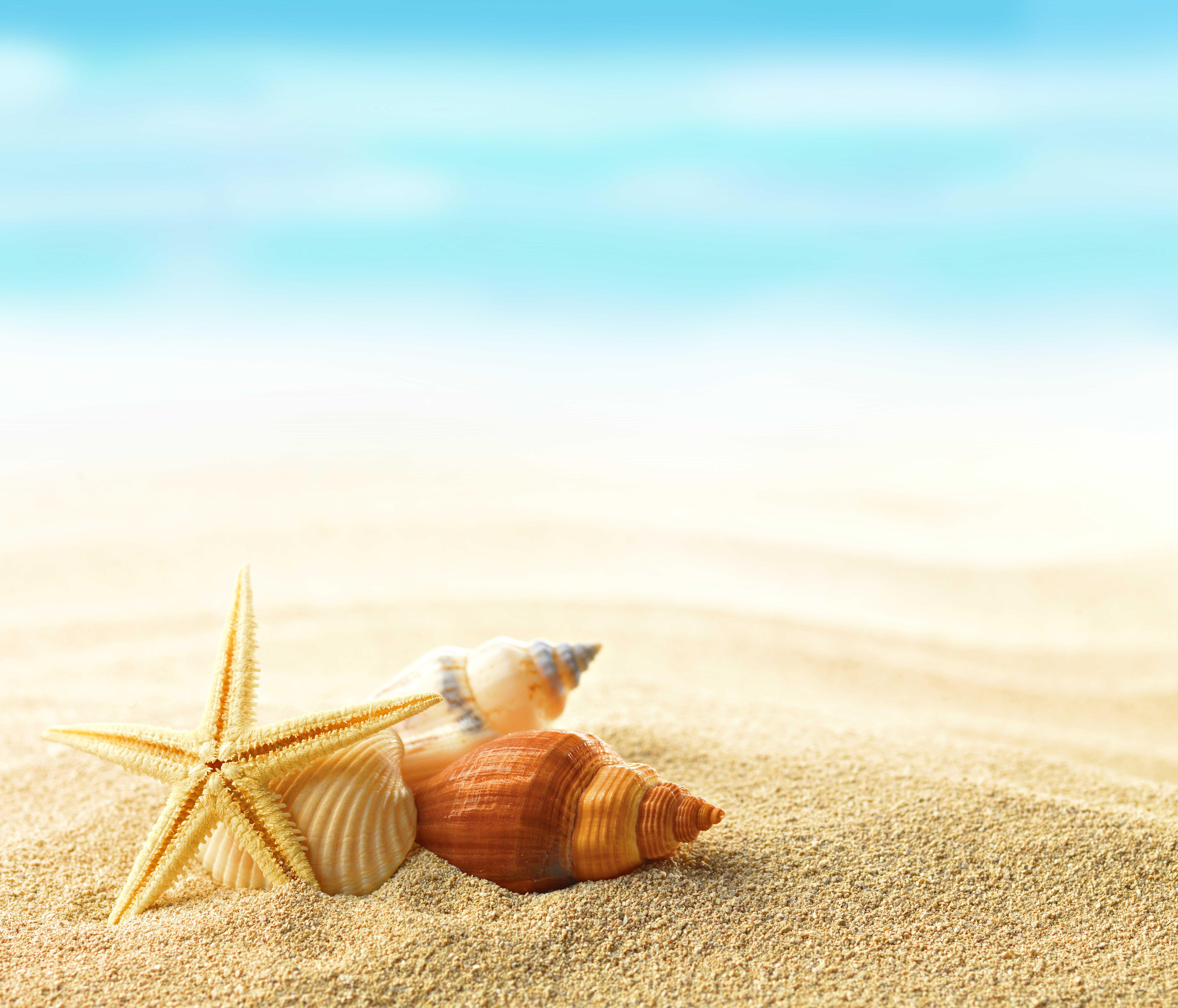 Download mobile wallpaper Beach, Sand, Starfish, Earth, Shell for free.