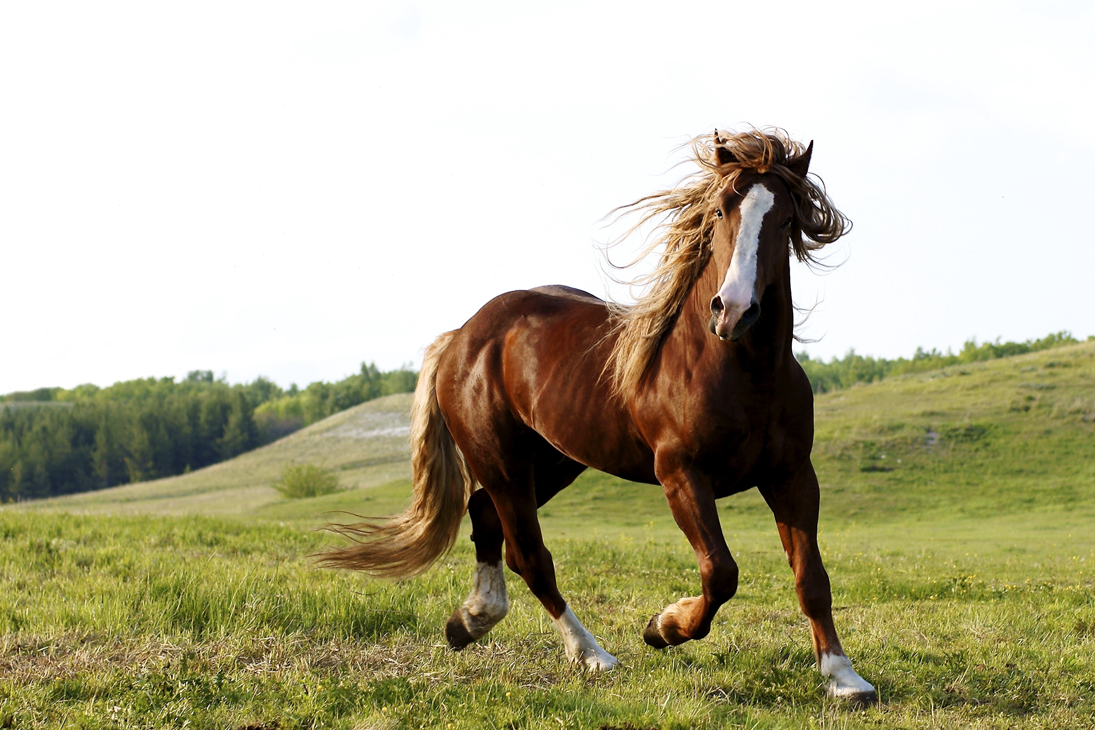 PCデスクトップに動物, 草, フィールド, 畑, 逃げる, 走る, うま, 馬画像を無料でダウンロード