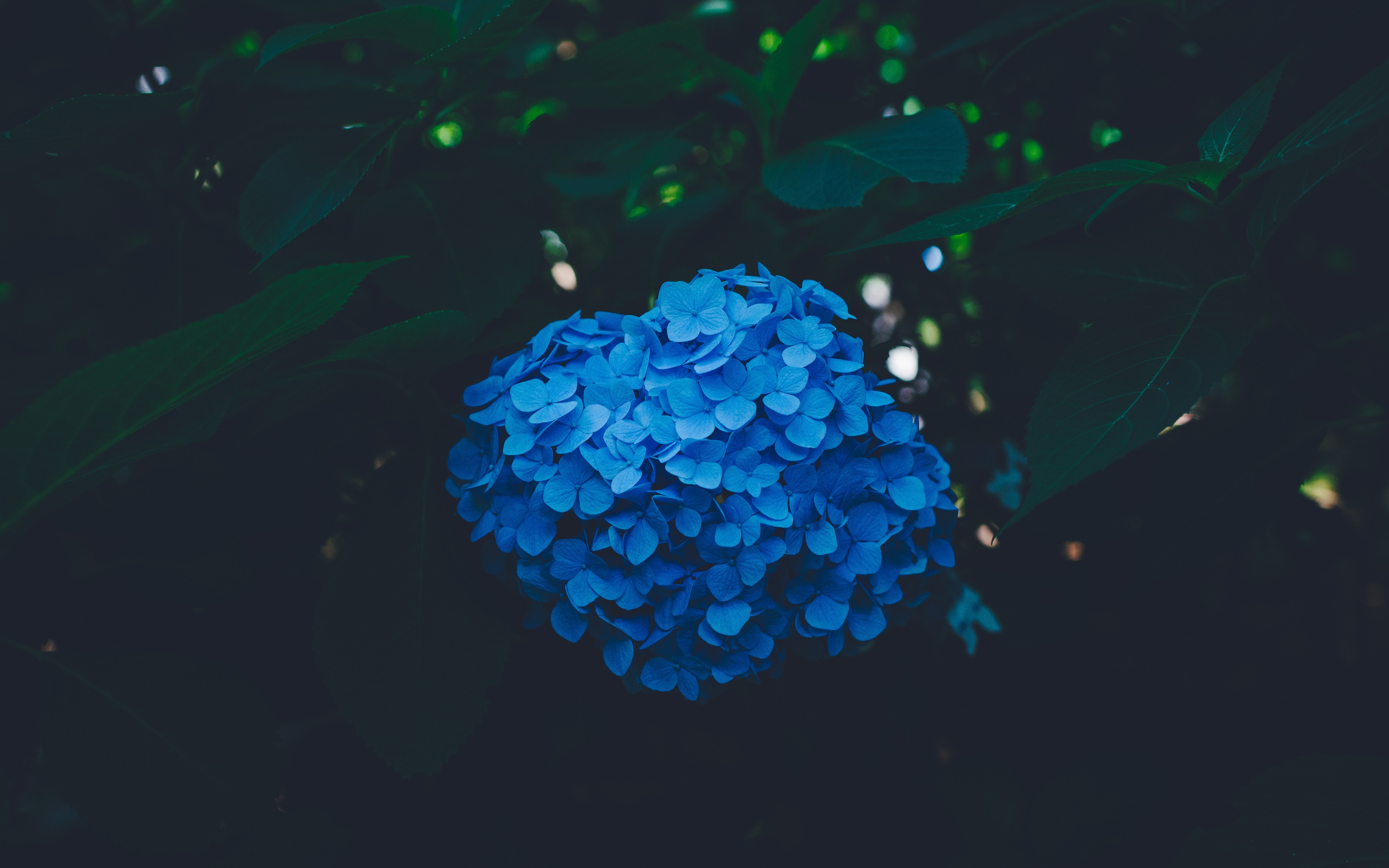 Download mobile wallpaper Flowers, Earth, Hydrangea, Blue Flower for free.