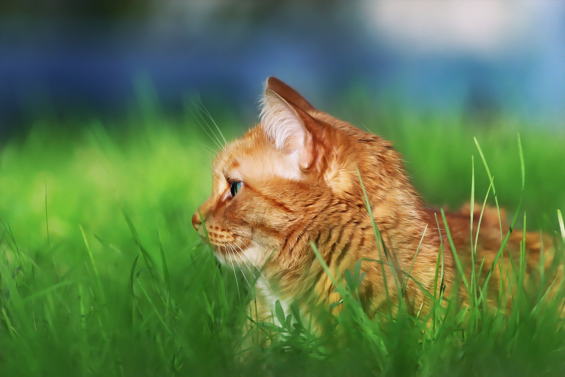 Free download wallpaper Cats, Cat, Animal, Depth Of Field on your PC desktop