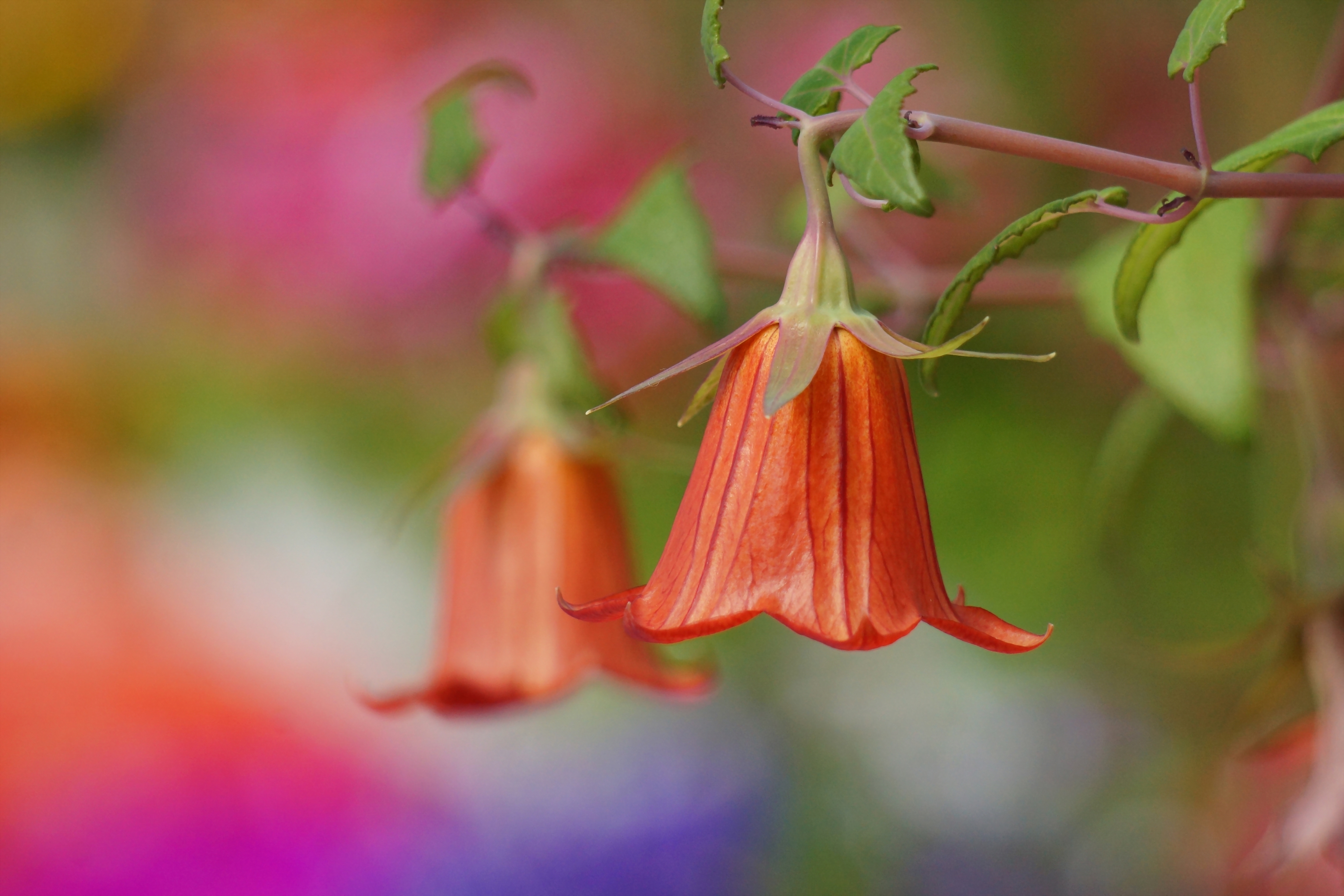 Handy-Wallpaper Blumen, Blume, Erde/natur kostenlos herunterladen.