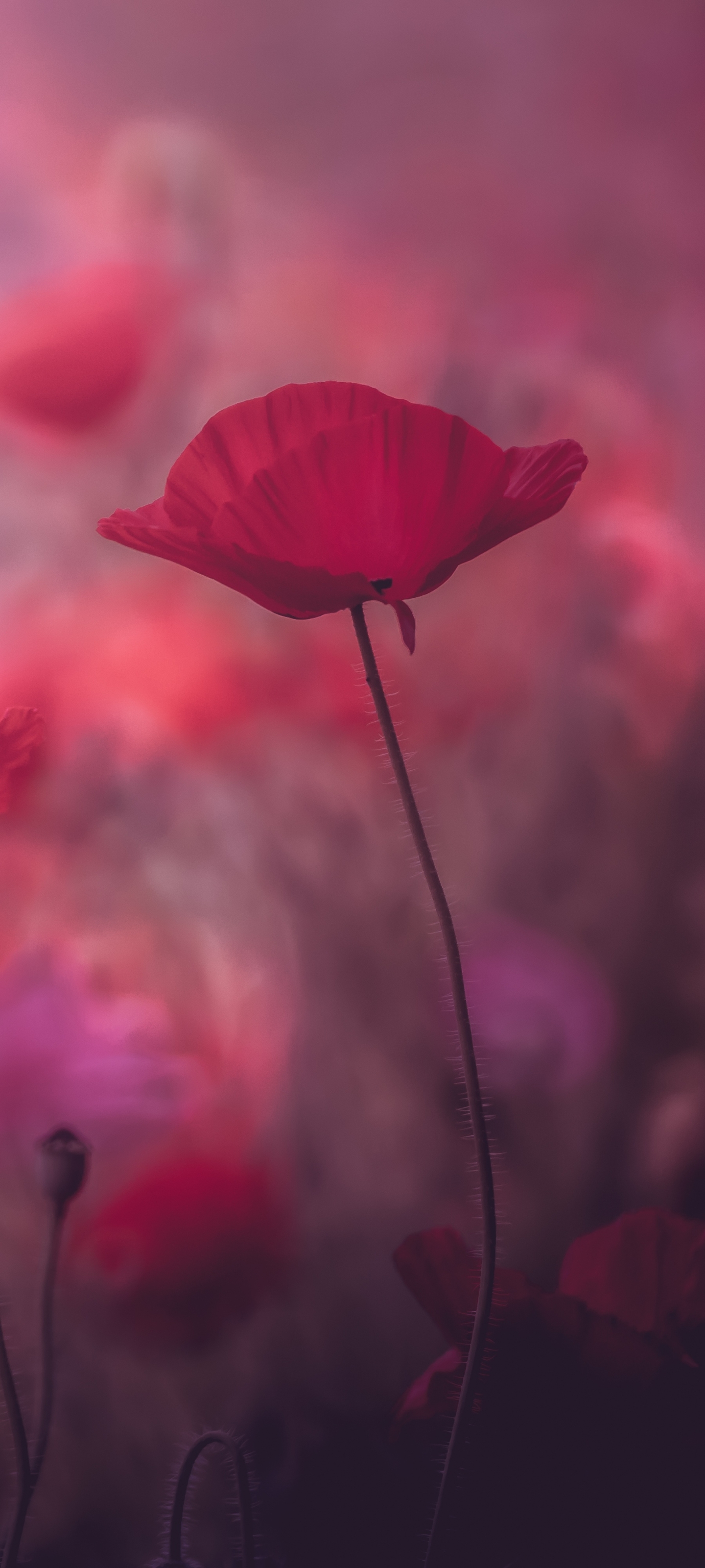Download mobile wallpaper Nature, Flowers, Earth, Poppy, Red Flower for free.