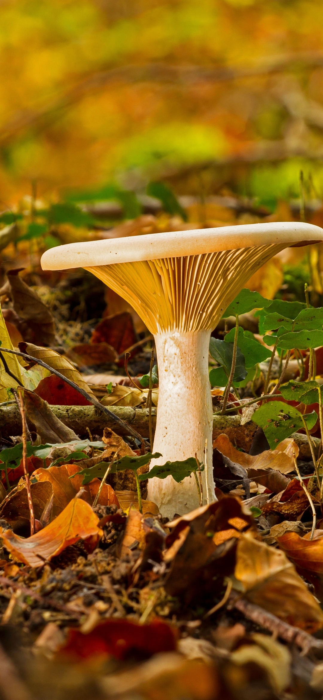 Download mobile wallpaper Nature, Close Up, Fall, Earth, Mushroom for free.