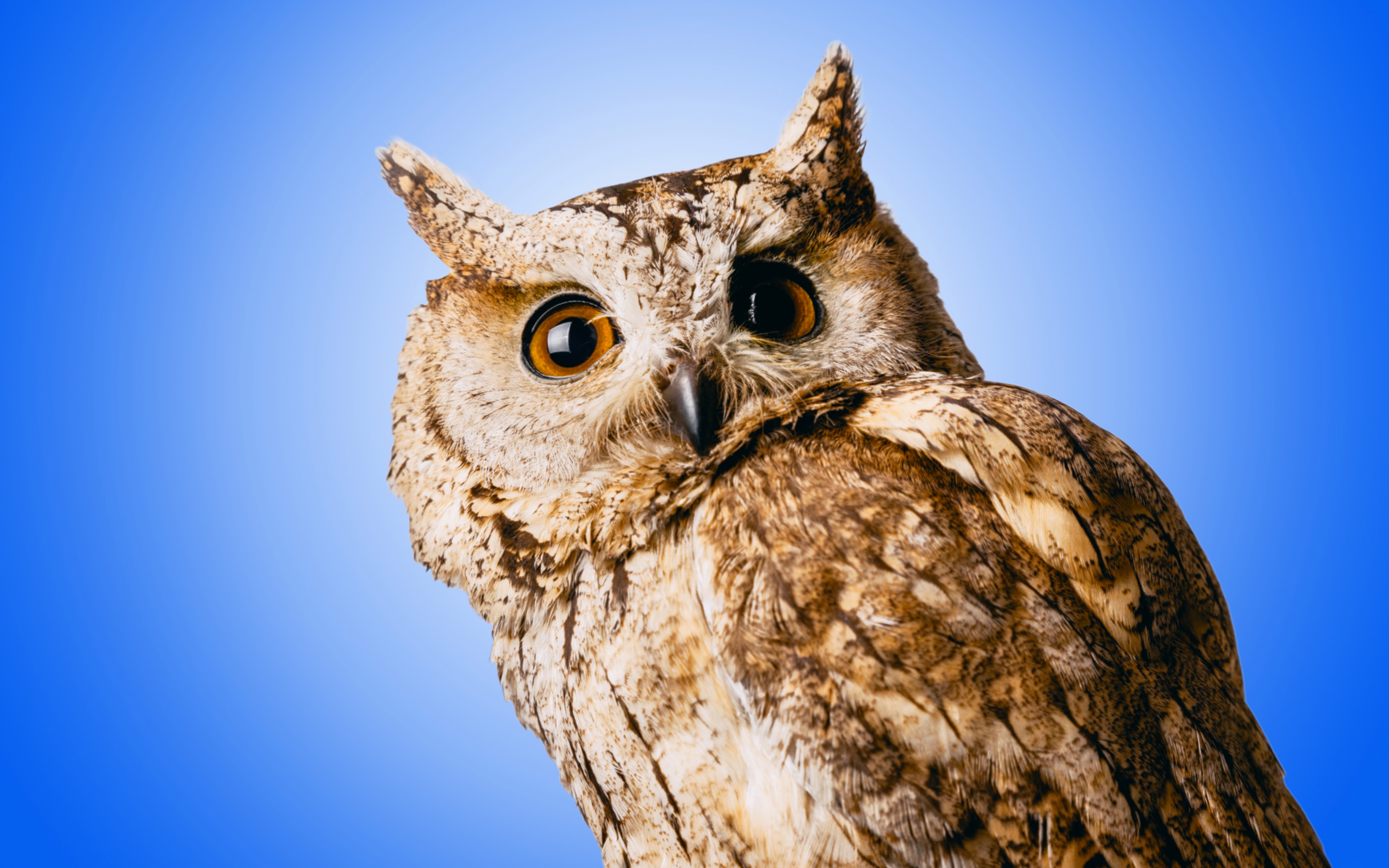 Owl  Free Stock Photos