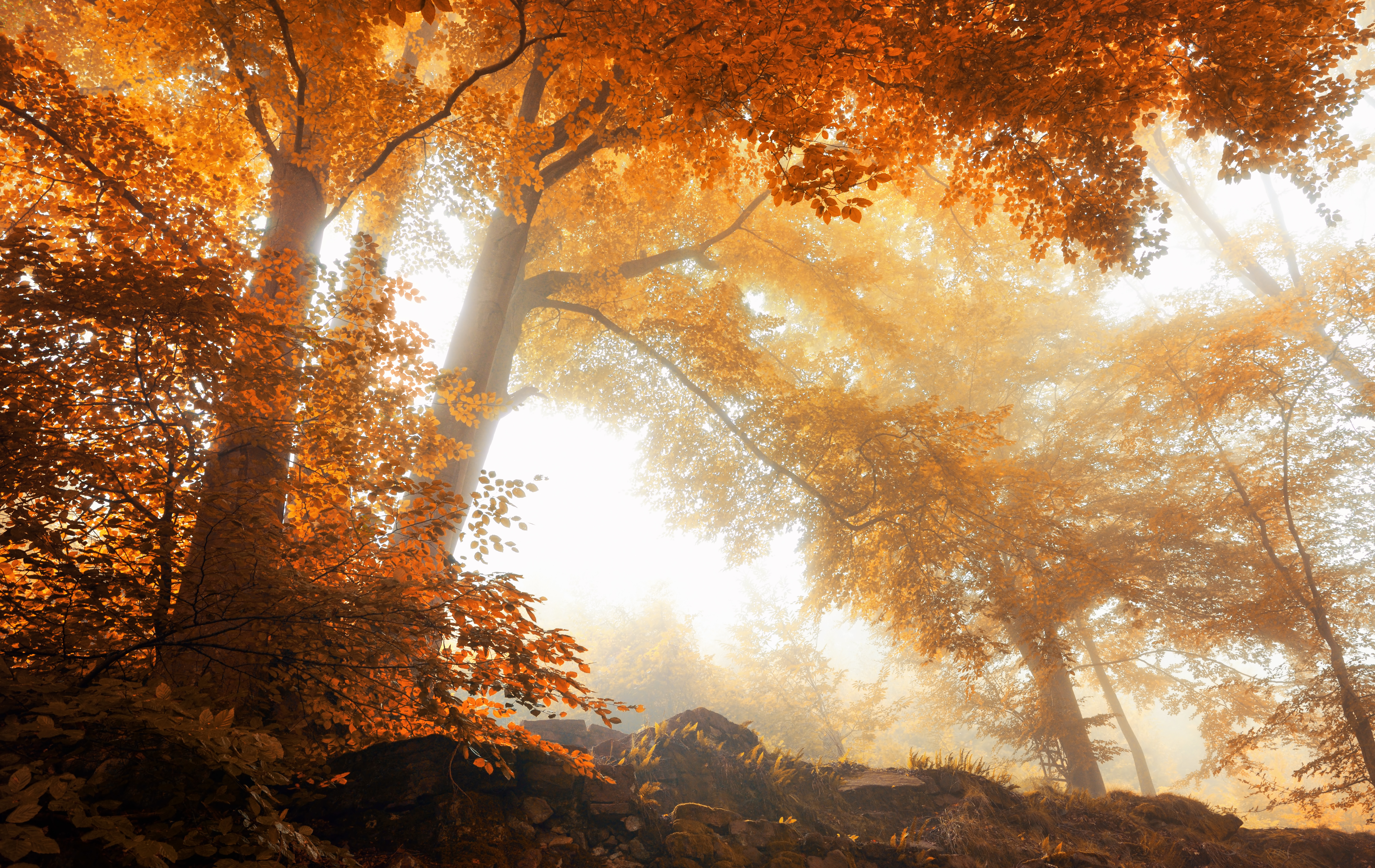 Laden Sie das Herbst, Erde/natur-Bild kostenlos auf Ihren PC-Desktop herunter