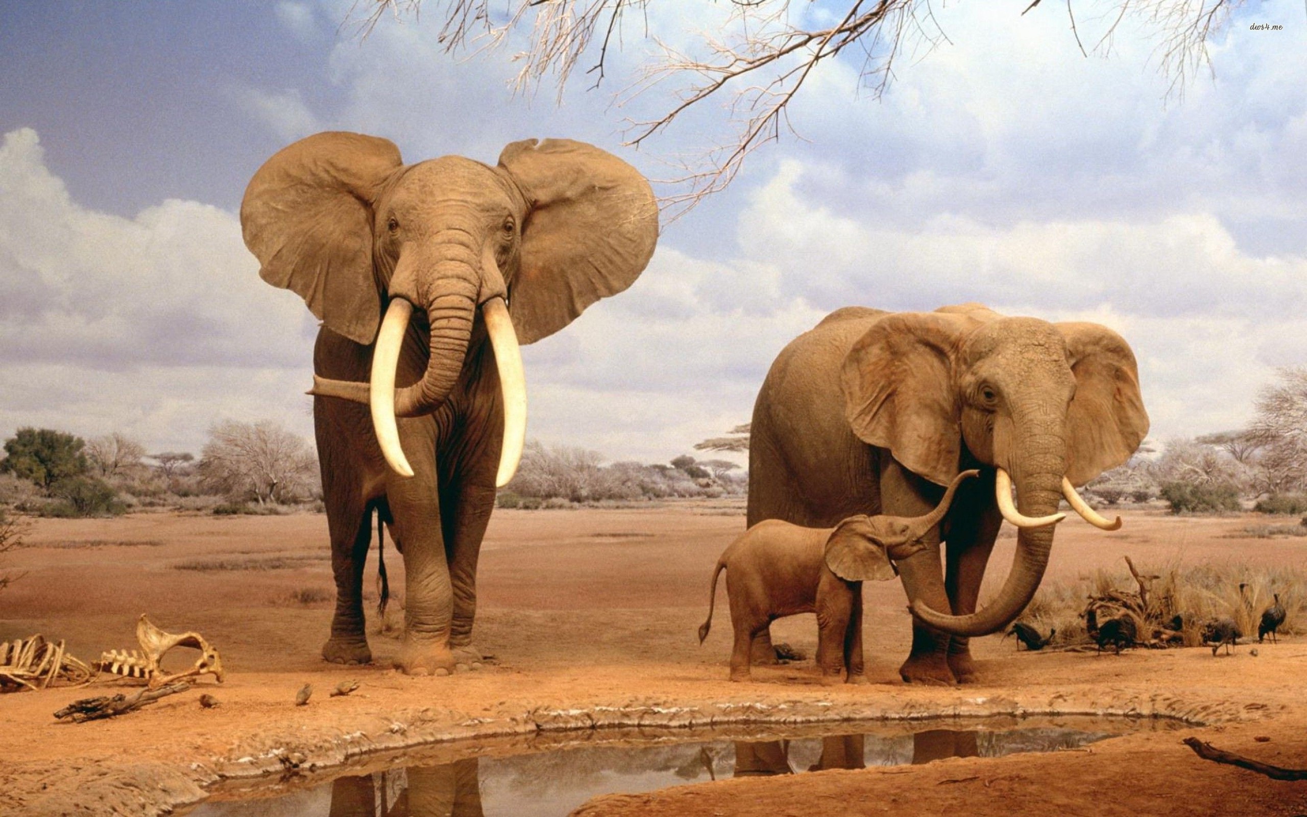 333743 Bildschirmschoner und Hintergrundbilder Elefanten auf Ihrem Telefon. Laden Sie  Bilder kostenlos herunter