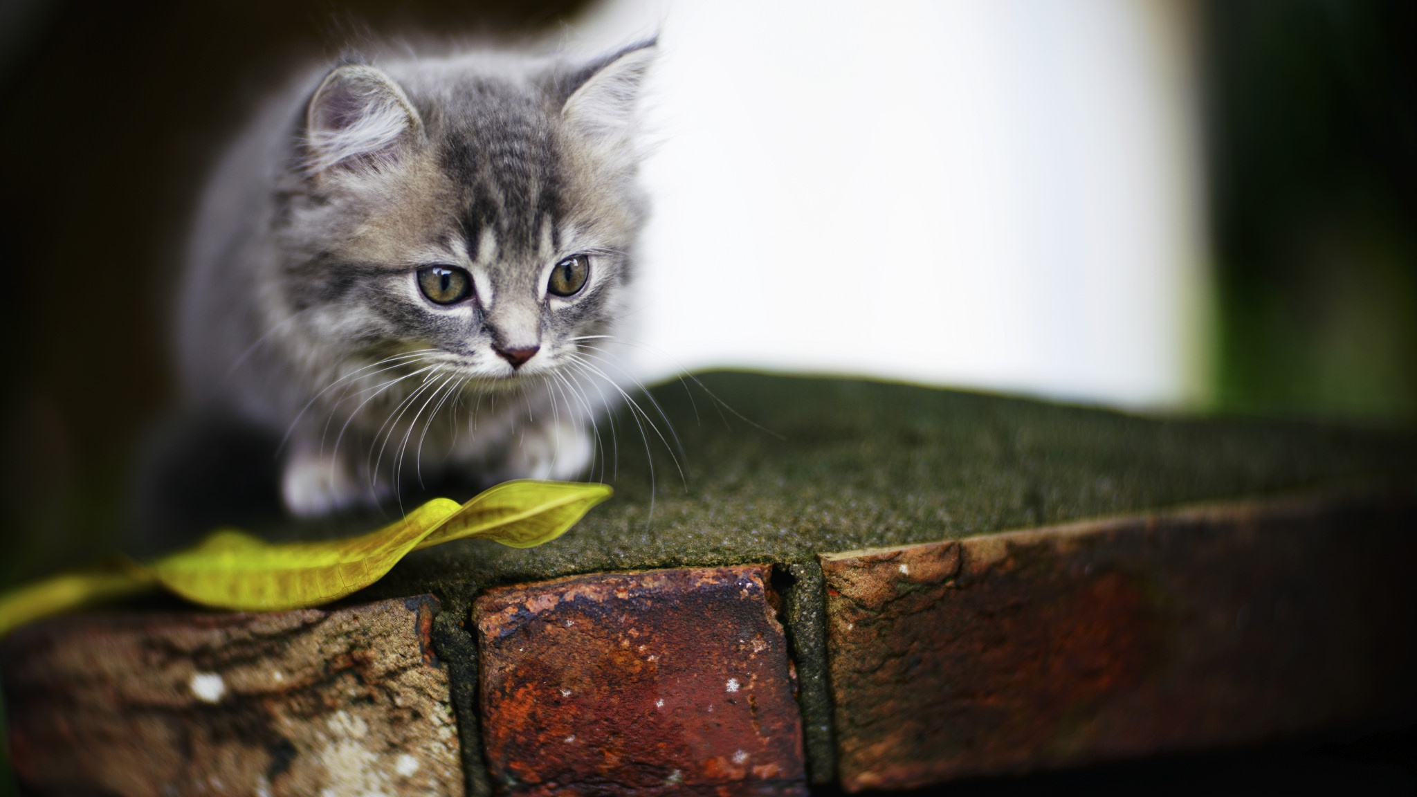 Laden Sie das Tiere, Katzen, Katze, Kätzchen, Tierbaby-Bild kostenlos auf Ihren PC-Desktop herunter