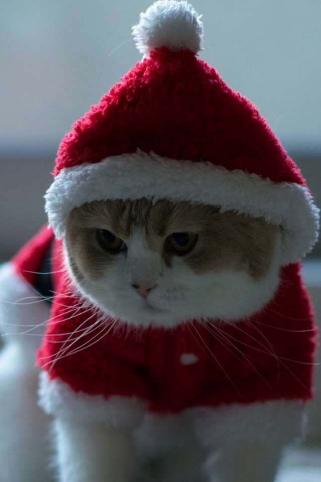 Download mobile wallpaper Cats, Cat, Animal, Santa Hat for free.