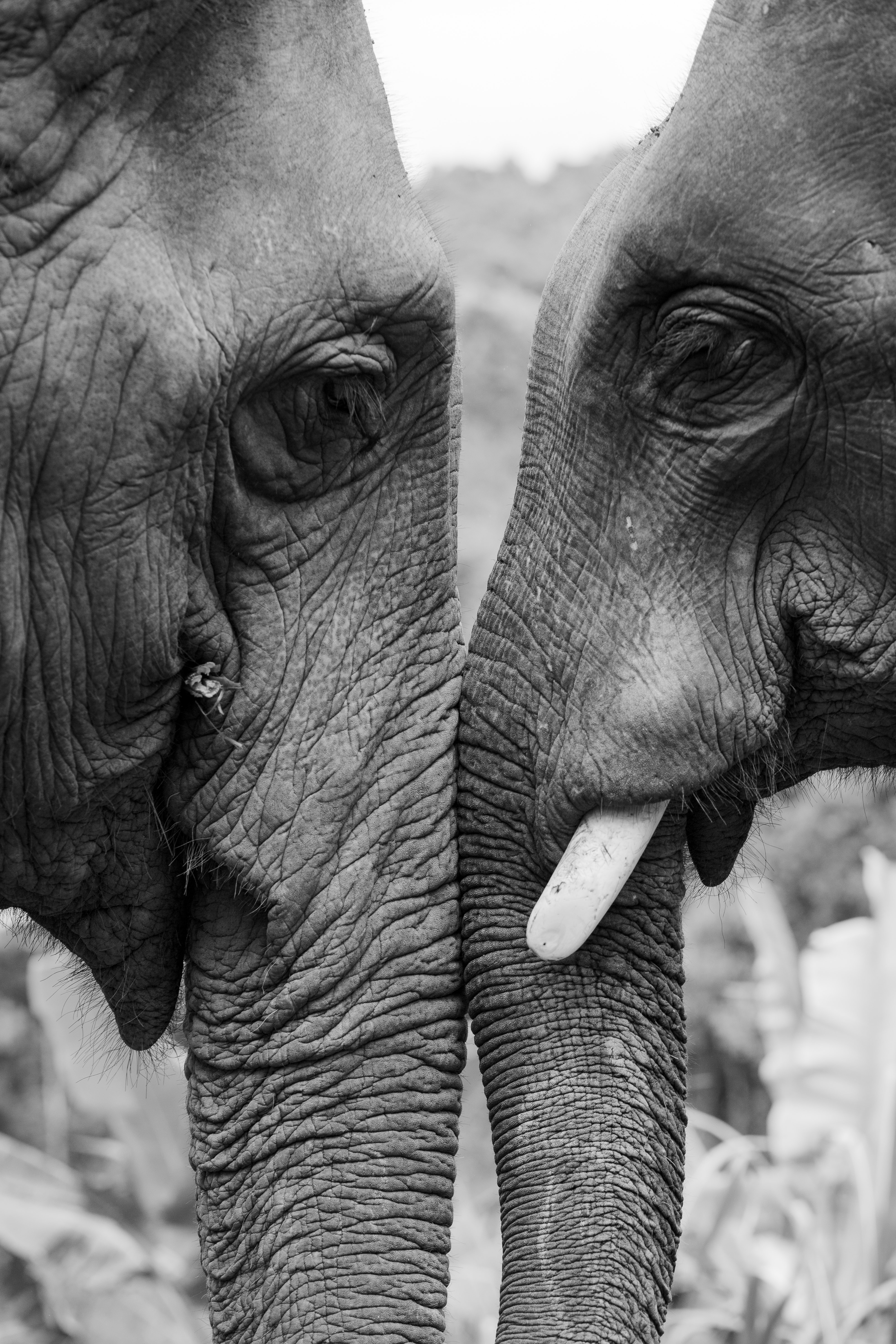 97726 descargar imagen bw, elefantes, animales, amor, chb: fondos de pantalla y protectores de pantalla gratis