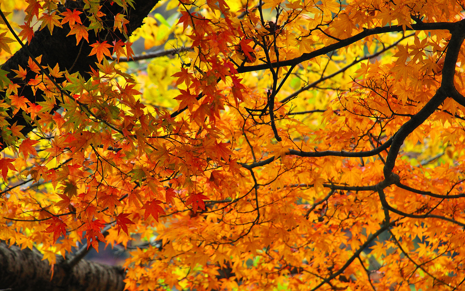 Download mobile wallpaper Leaf, Fall, Branch, Earth for free.