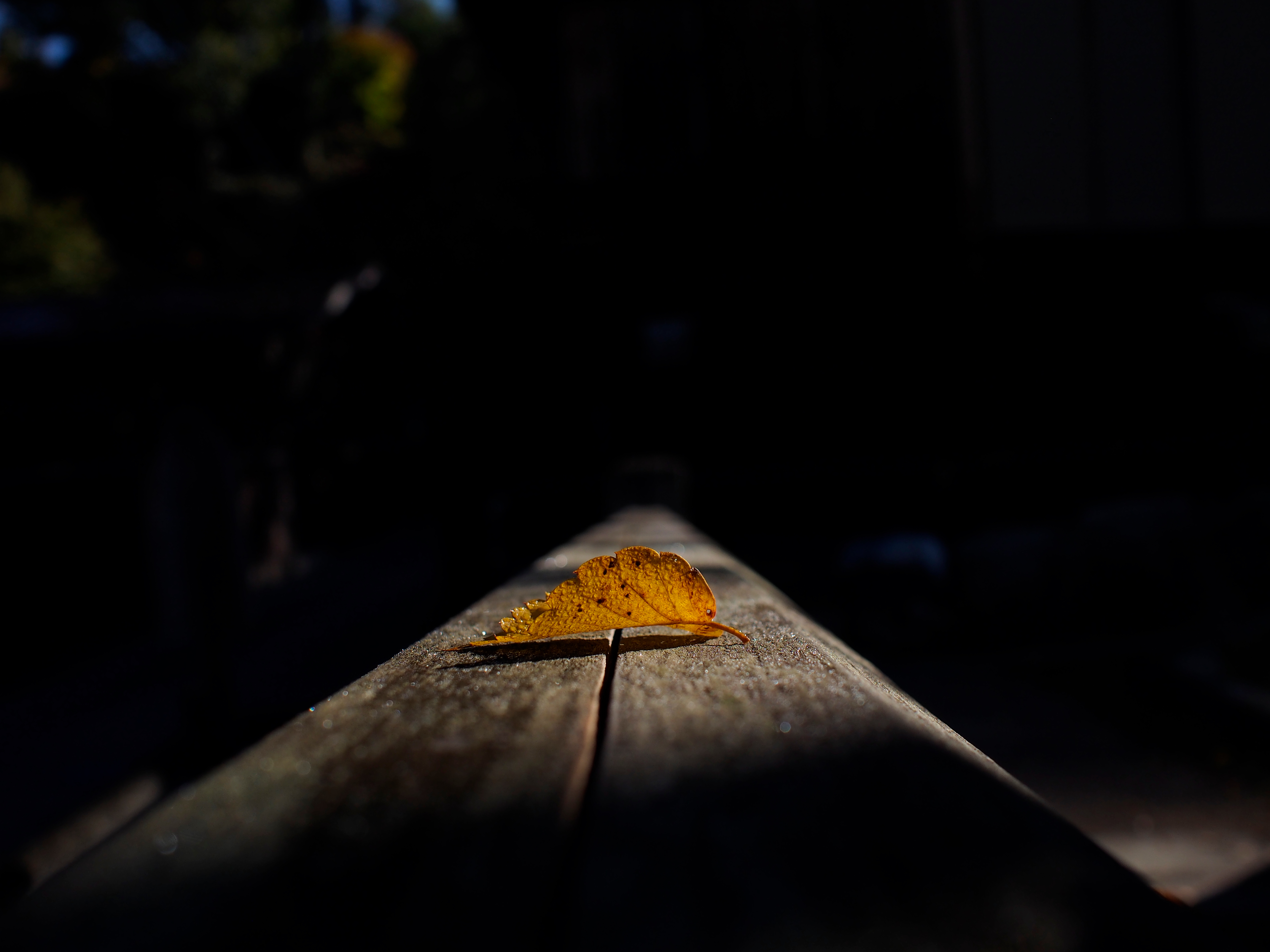 dark, autumn, macro, sheet, leaf, shadow cellphone