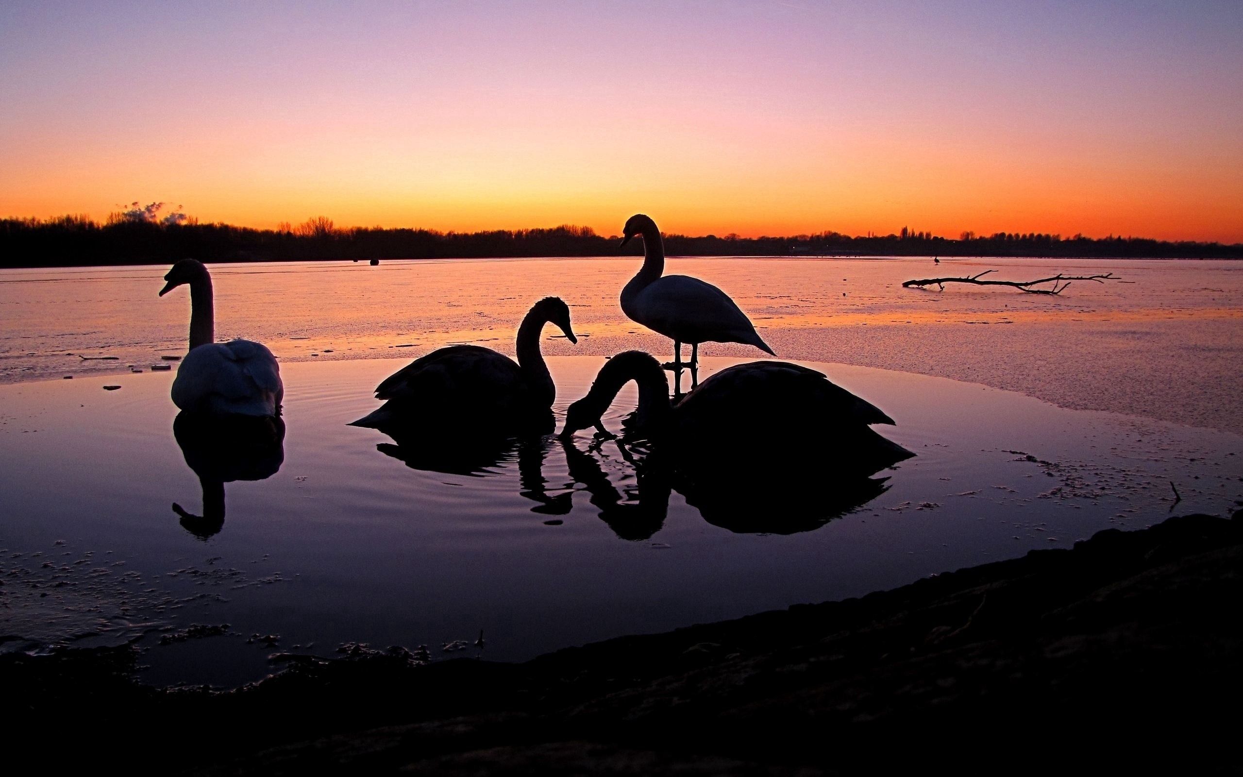 animals, birds, rivers, sunset, swans