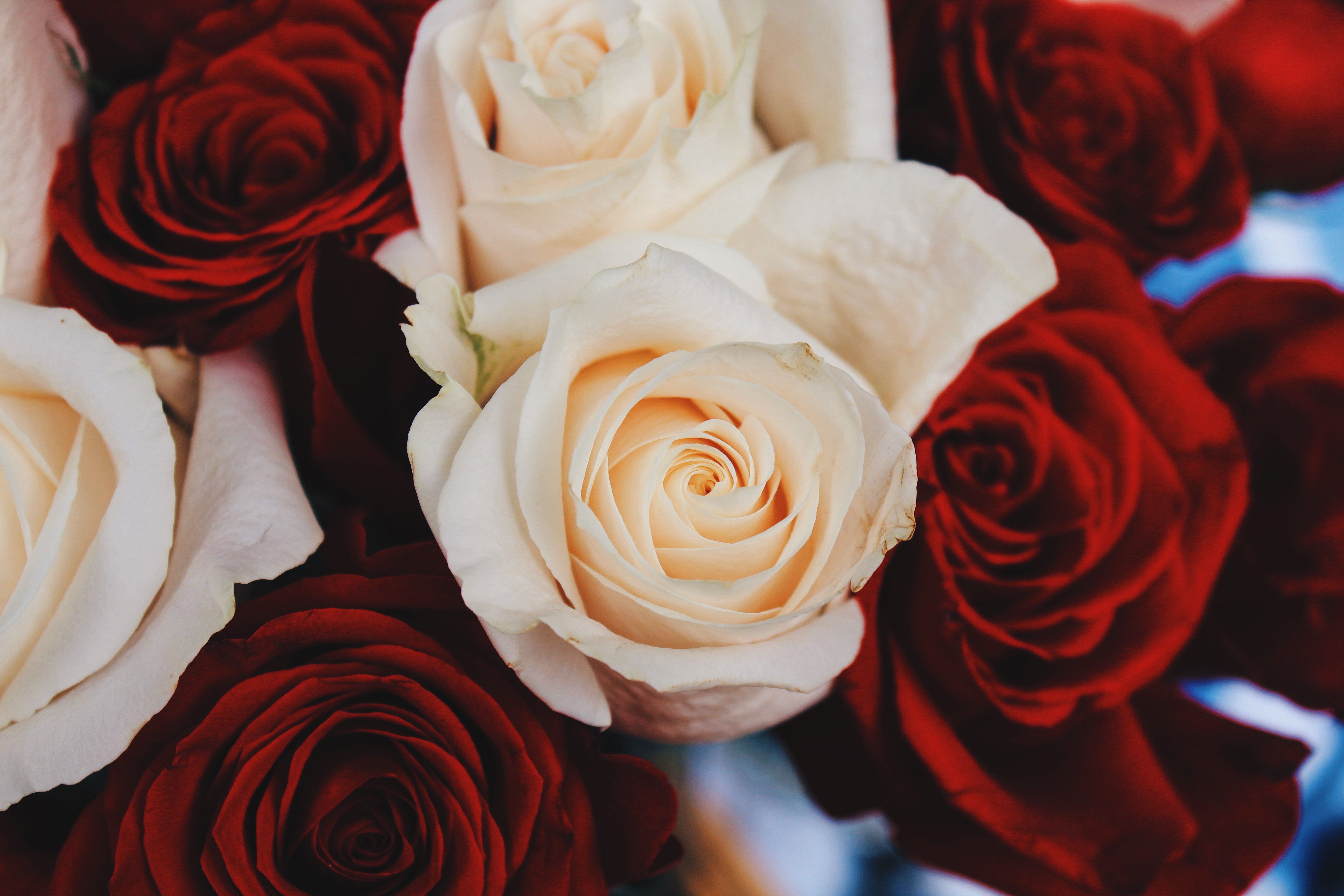 rose, flowers, flower, rose flower, petals, bud Desktop home screen Wallpaper