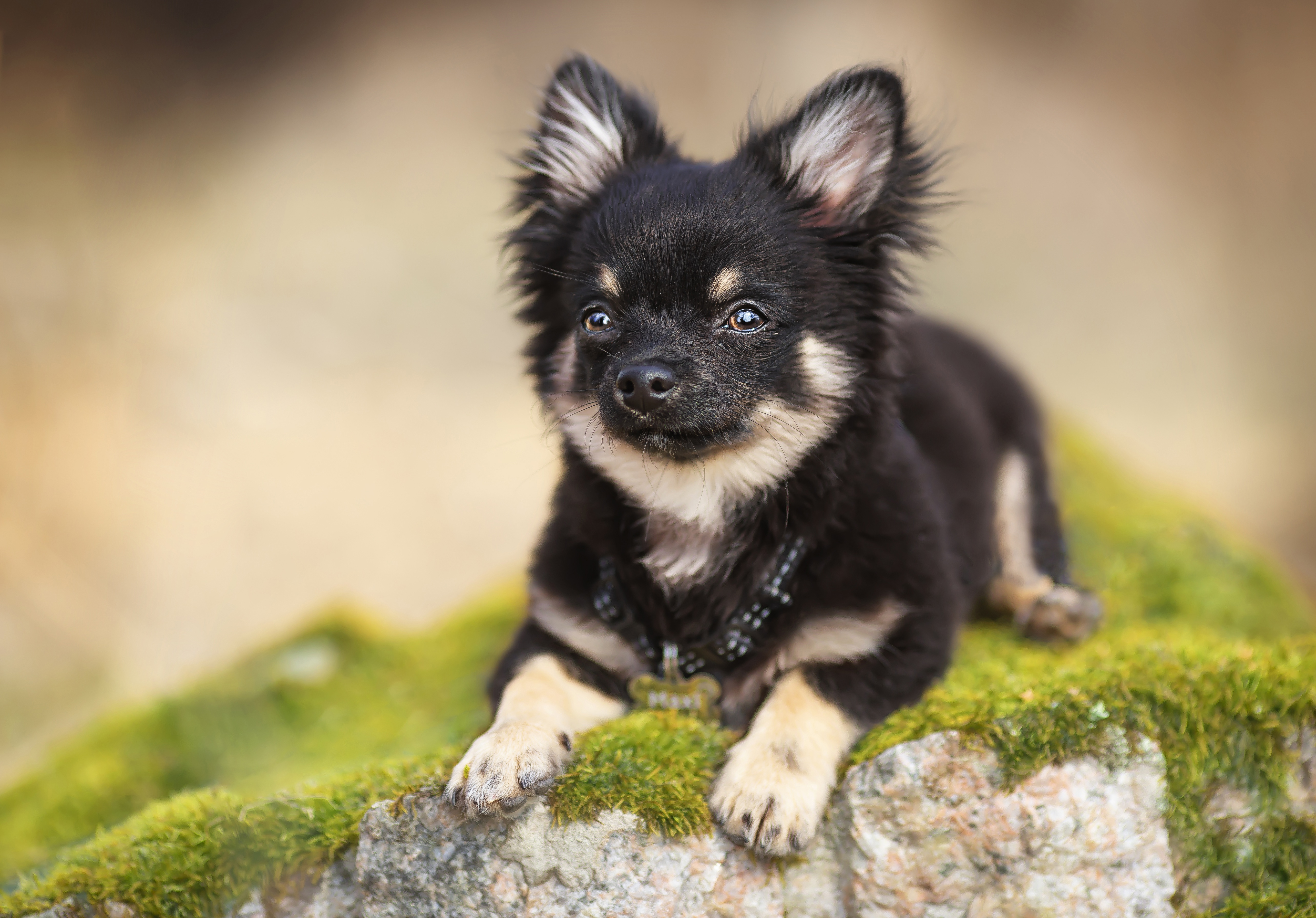 Laden Sie das Tiere, Hunde, Hund, Chihuahua-Bild kostenlos auf Ihren PC-Desktop herunter