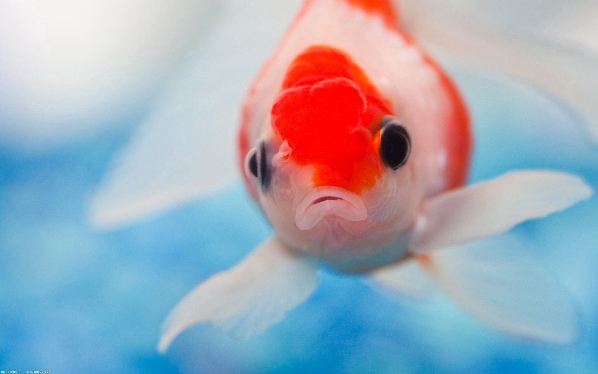 Laden Sie das Schwimmen, Ein Fisch, Fisch, Augen, Tiere, Unterwasserwelt-Bild kostenlos auf Ihren PC-Desktop herunter