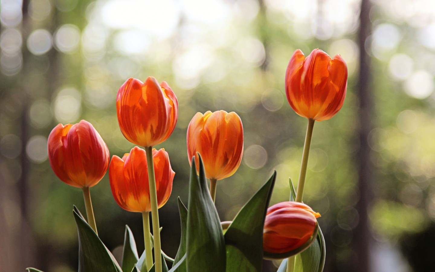 Téléchargez gratuitement l'image Fleurs, Tulipe, Terre/nature sur le bureau de votre PC