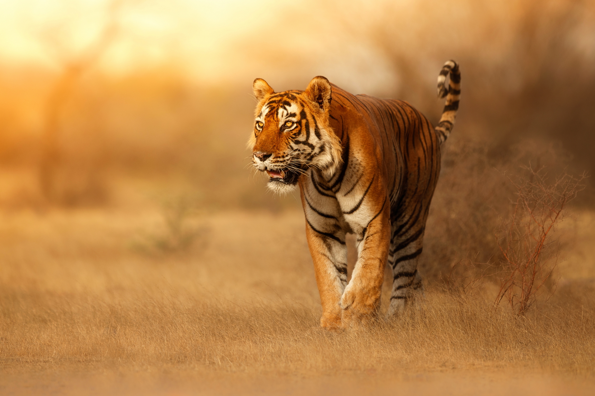 Free download wallpaper Cats, Tiger, Animal on your PC desktop