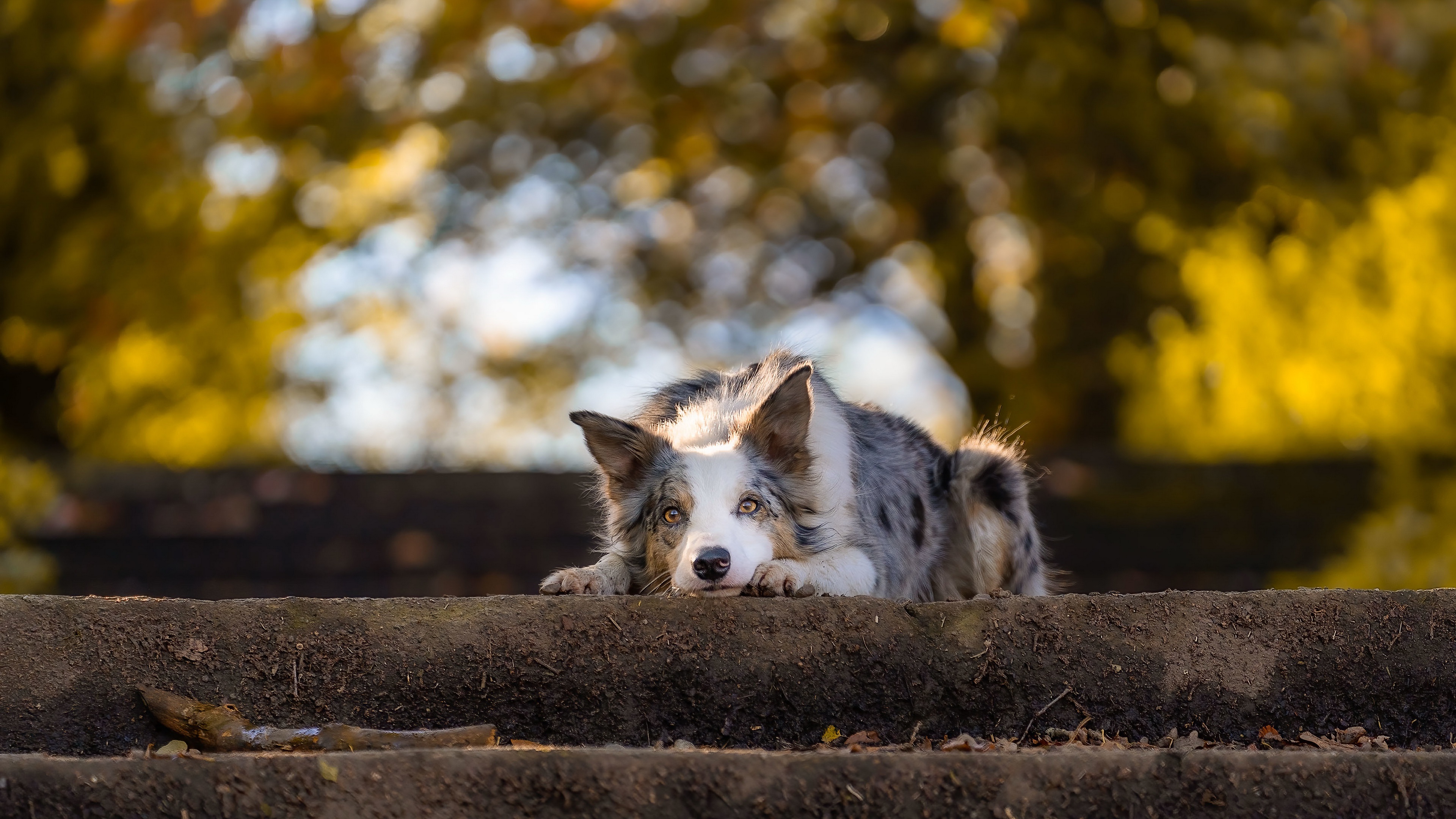 Descarga gratuita de fondo de pantalla para móvil de Animales, Perros, Perro.