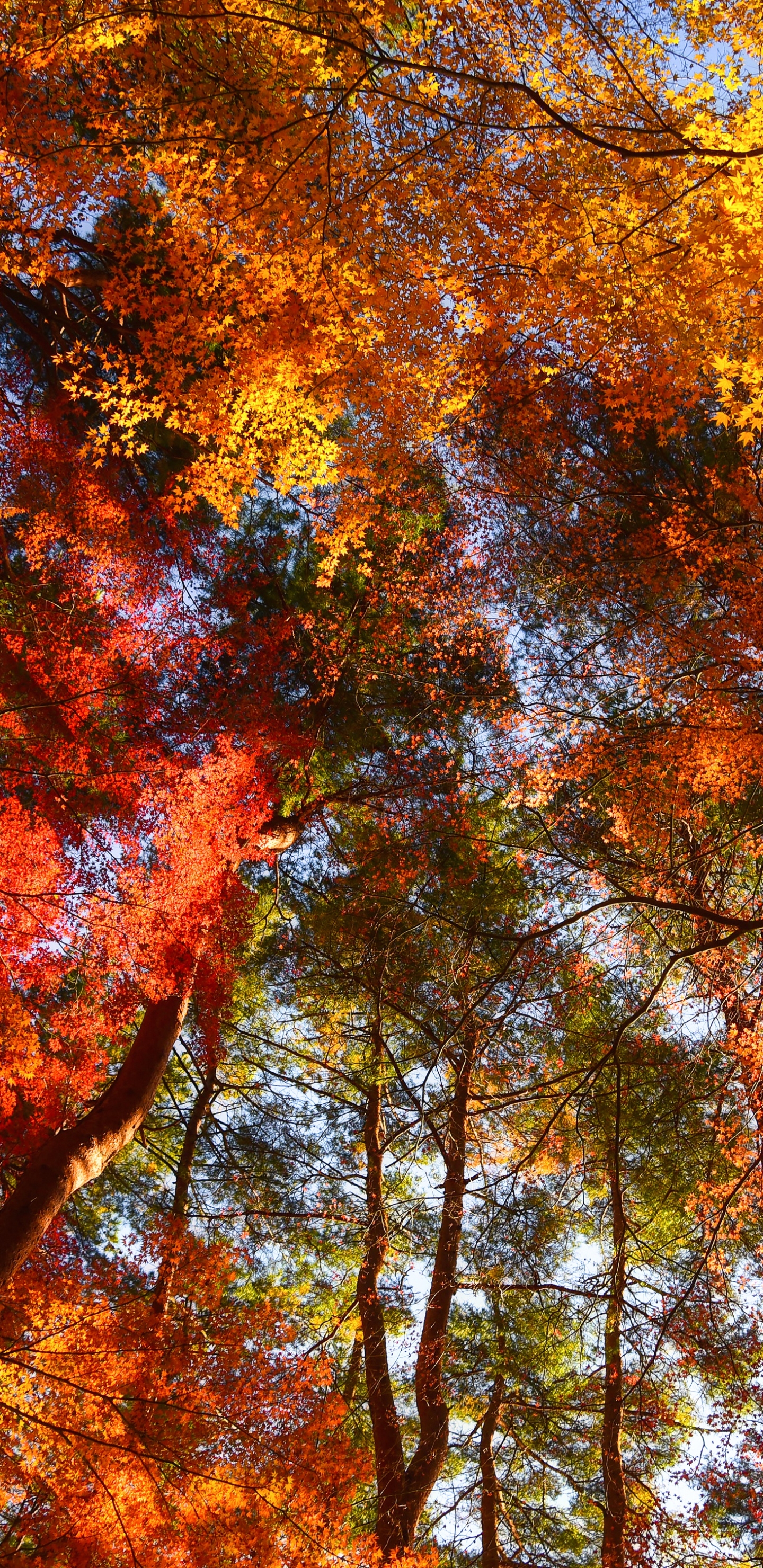 Baixar papel de parede para celular de Natureza, Outono, Terra/natureza, Copa Das Árvores gratuito.