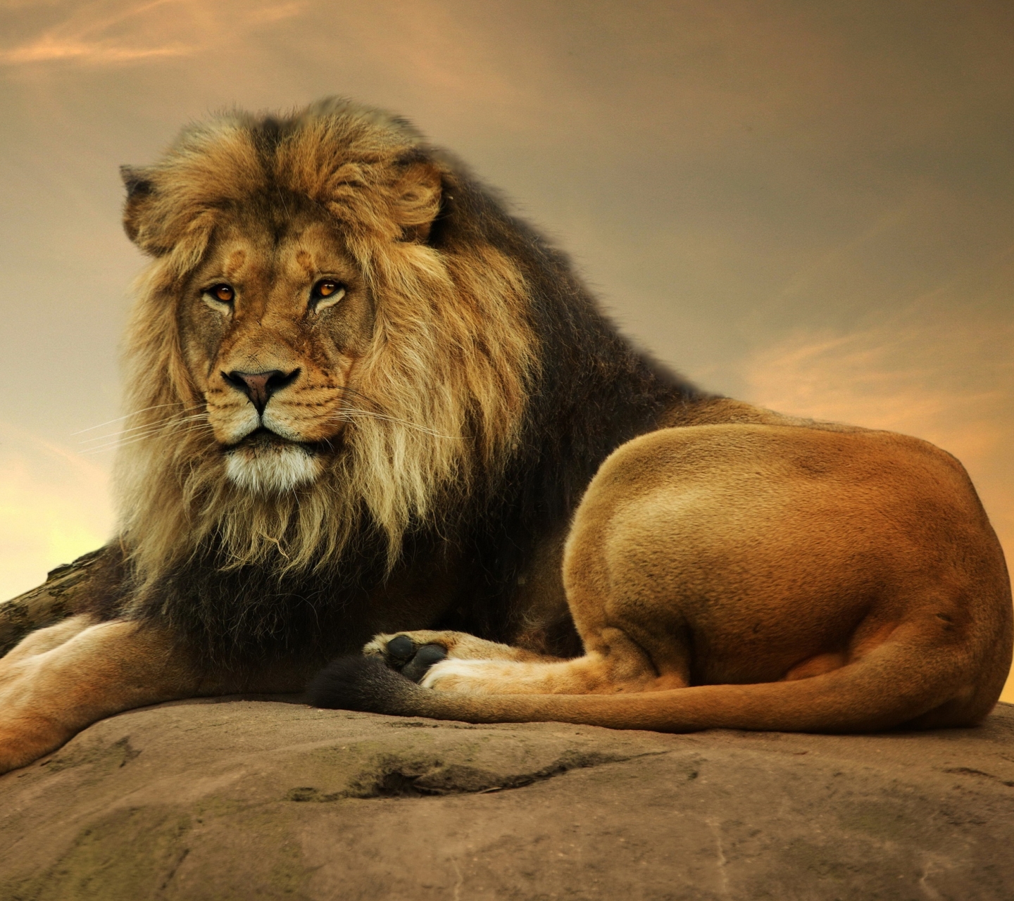 Free download wallpaper Cats, Sunset, Lion, Animal on your PC desktop