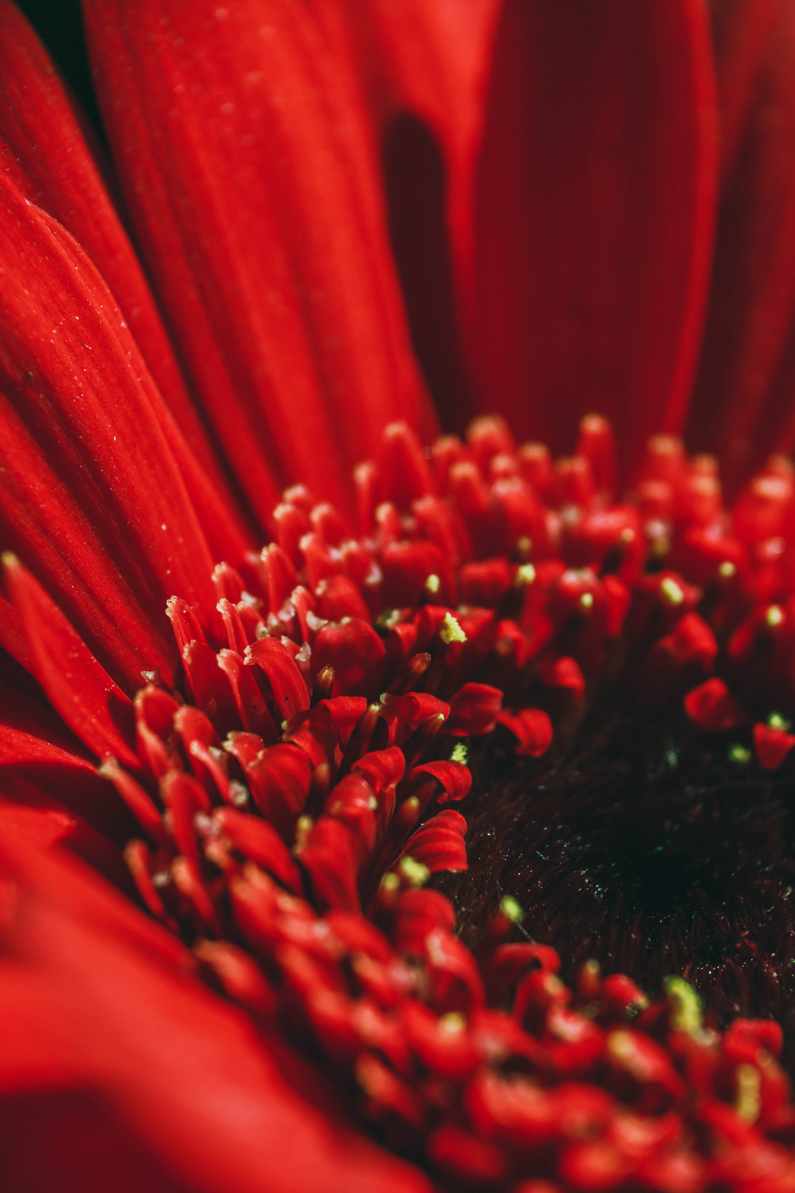 無料モバイル壁紙花, 大きい, マクロ, 赤い, 花びらをダウンロードします。