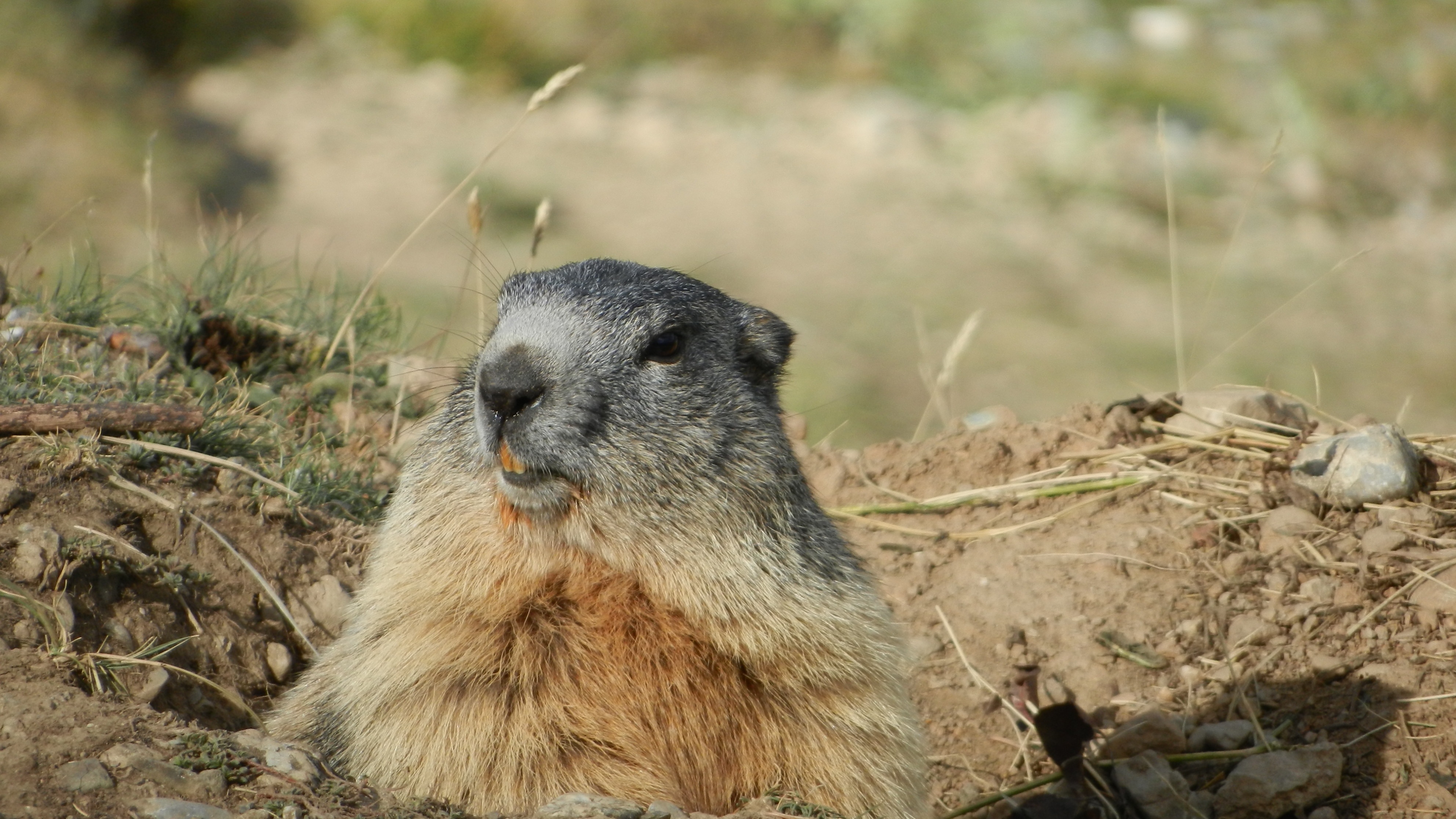 Download mobile wallpaper Muzzle, Rodent, Animals, Marmot, Alps for free.