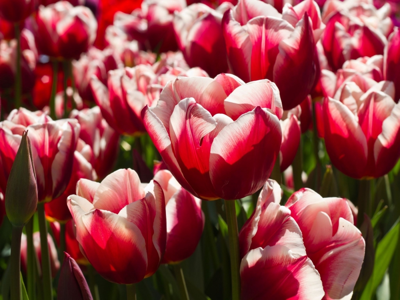 Laden Sie das Blumen, Tulpen, Pflanzen-Bild kostenlos auf Ihren PC-Desktop herunter