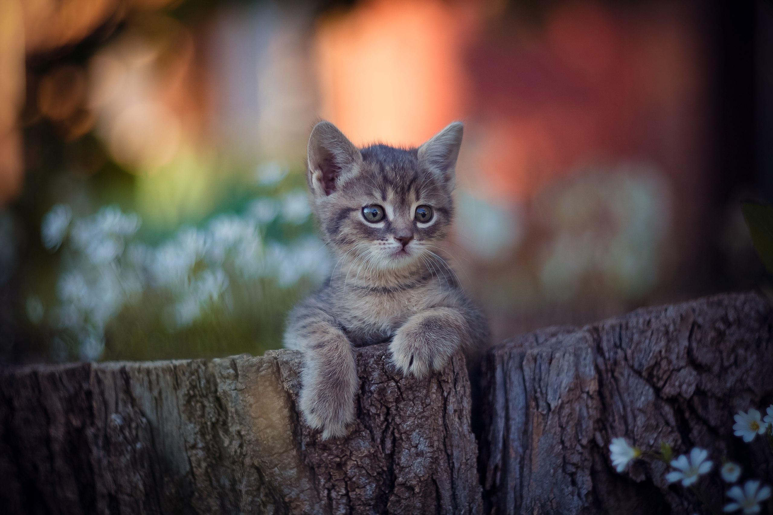 Handy-Wallpaper Tiere, Katzen, Katze, Kätzchen, Tierbaby, Tiefenschärfe kostenlos herunterladen.