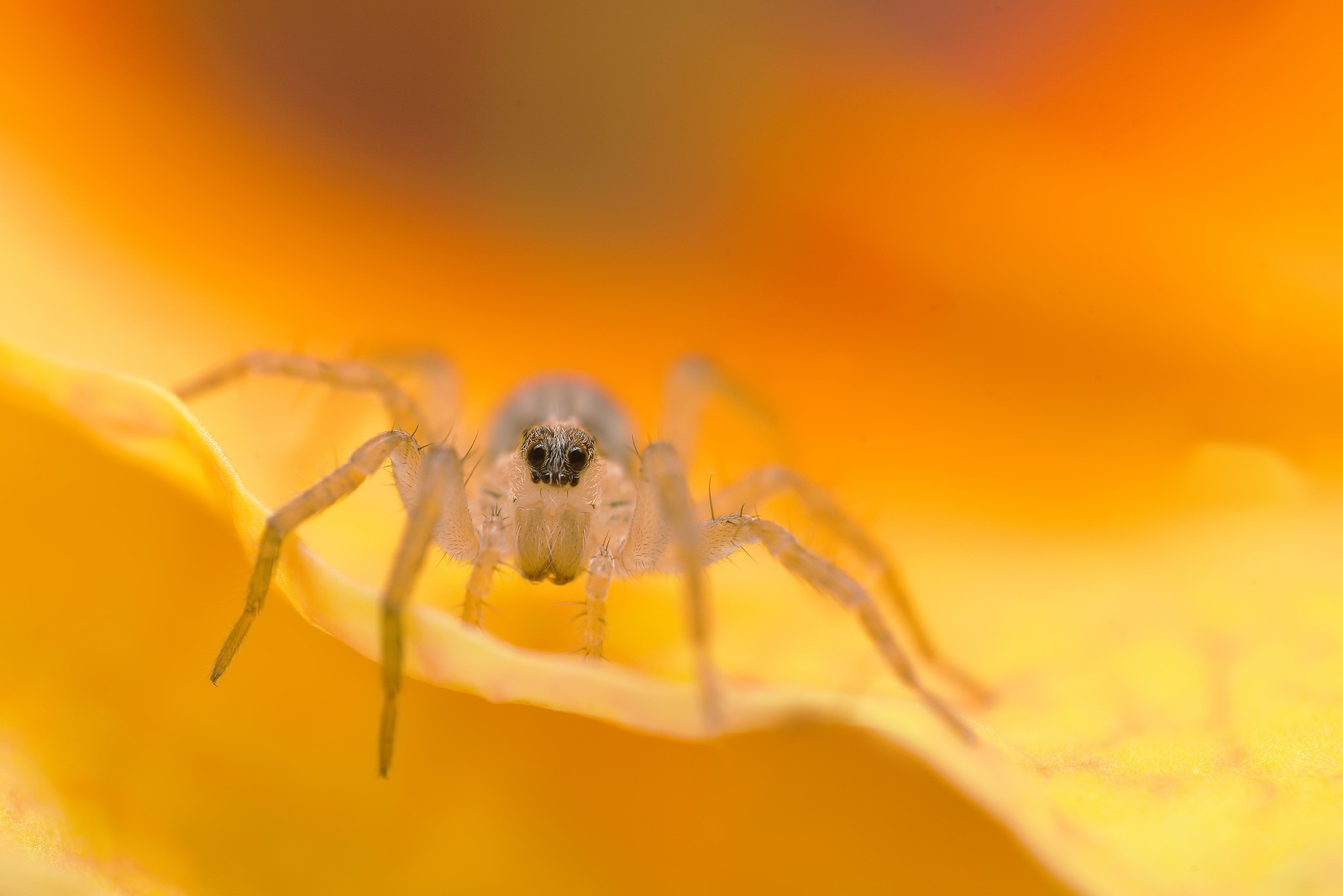Download mobile wallpaper Spiders, Macro, Insect, Animal, Spider for free.
