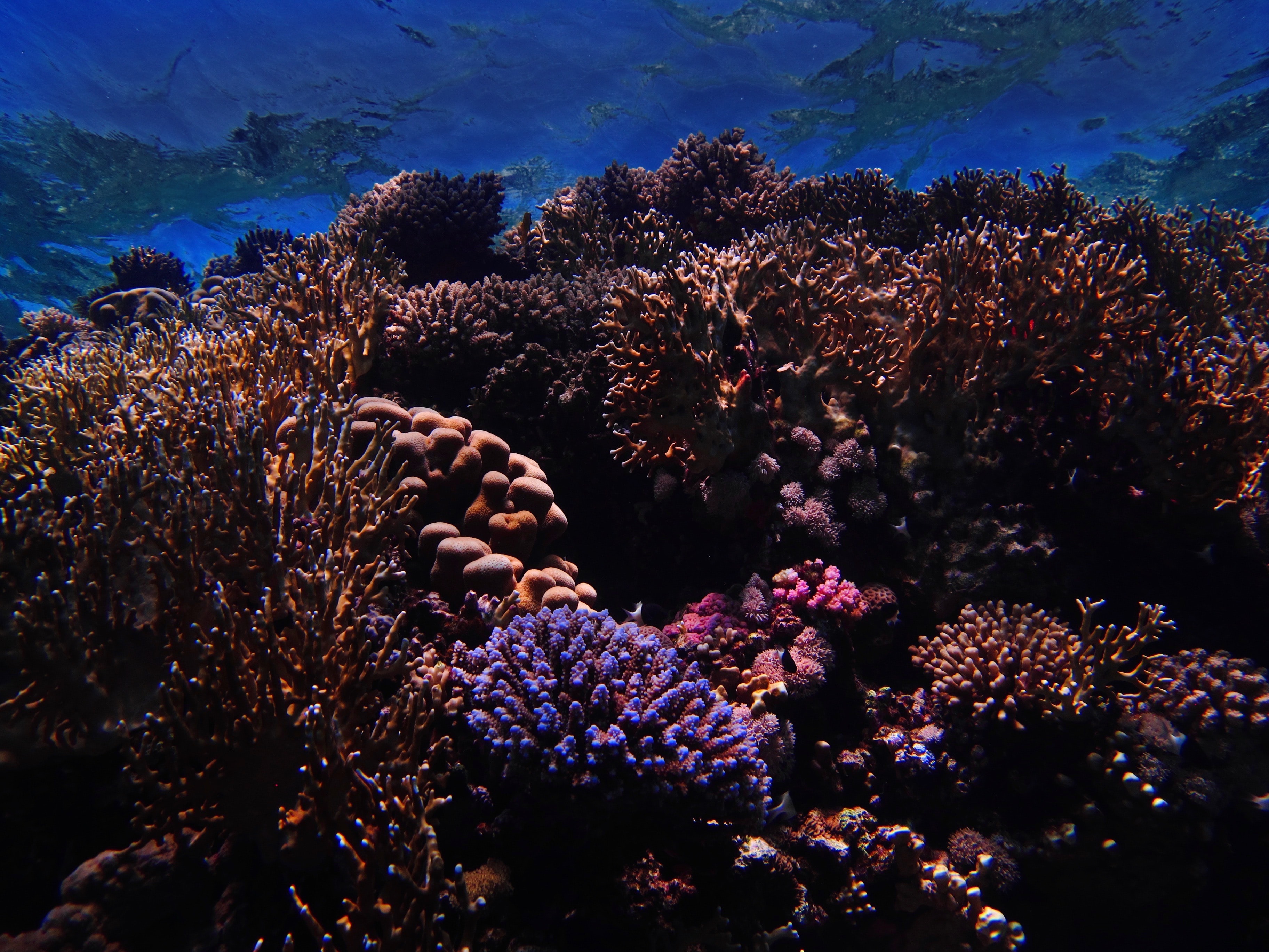 nature, coral, underwater world, nautical, maritime, reef