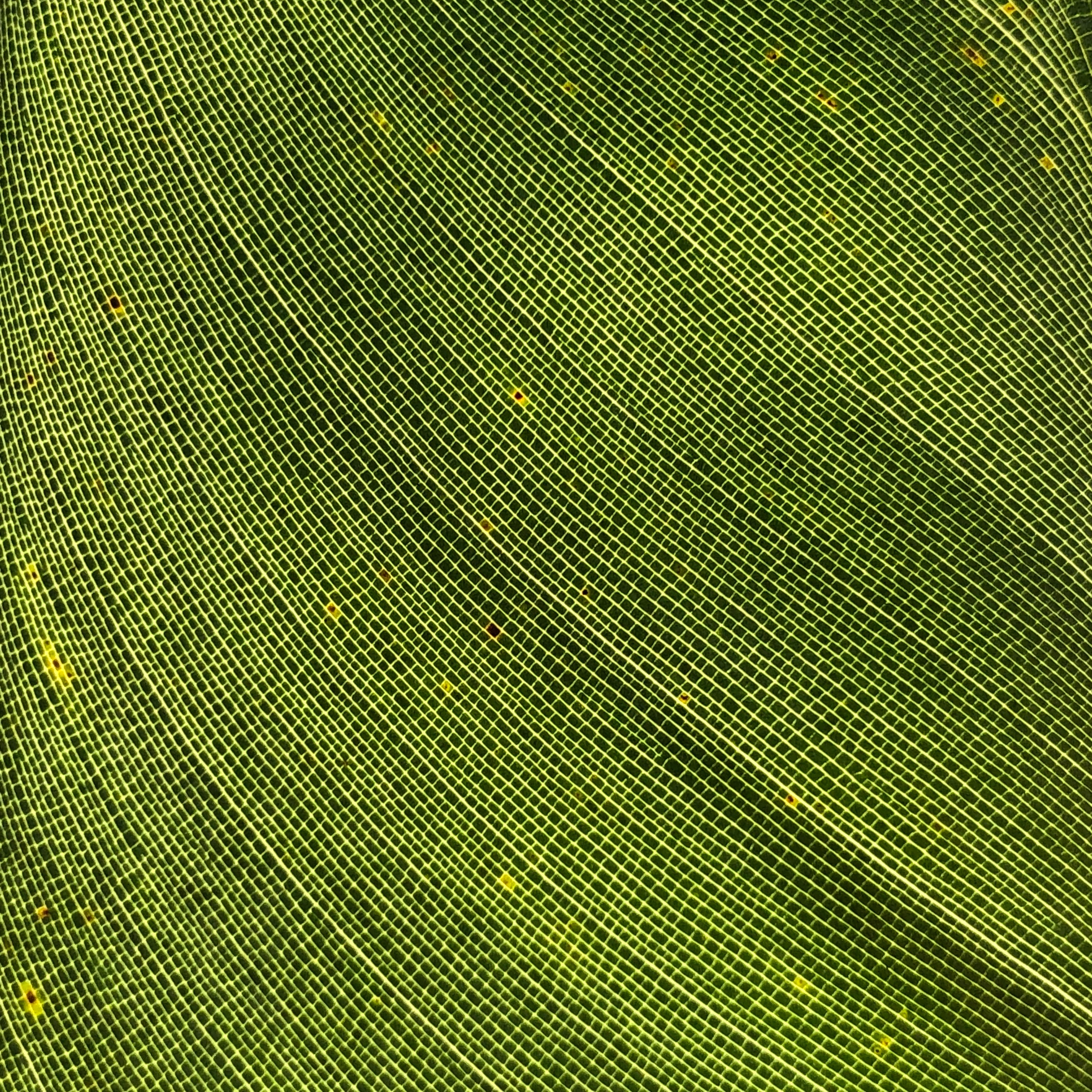Download mobile wallpaper Sheet, Macro, Leaf, Texture for free.