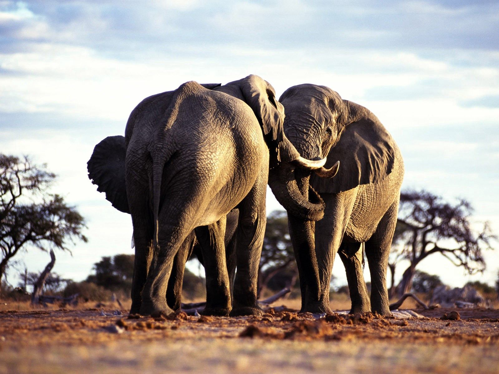 Скачать обои бесплатно Трава, Прогулка, Животные, Деревья, Пара, Африка, Слоны картинка на рабочий стол ПК