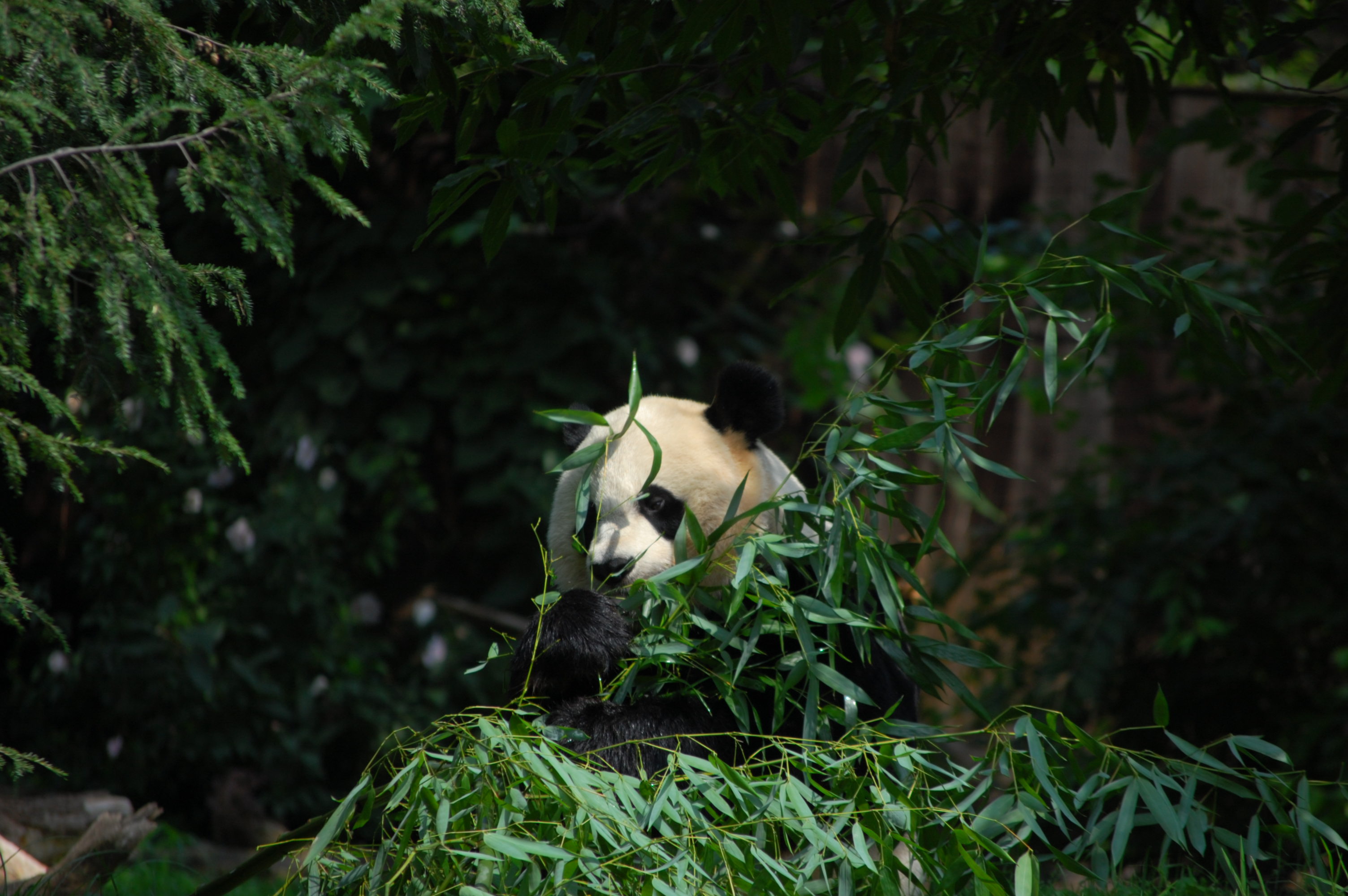 Panda Desktop Background Image
