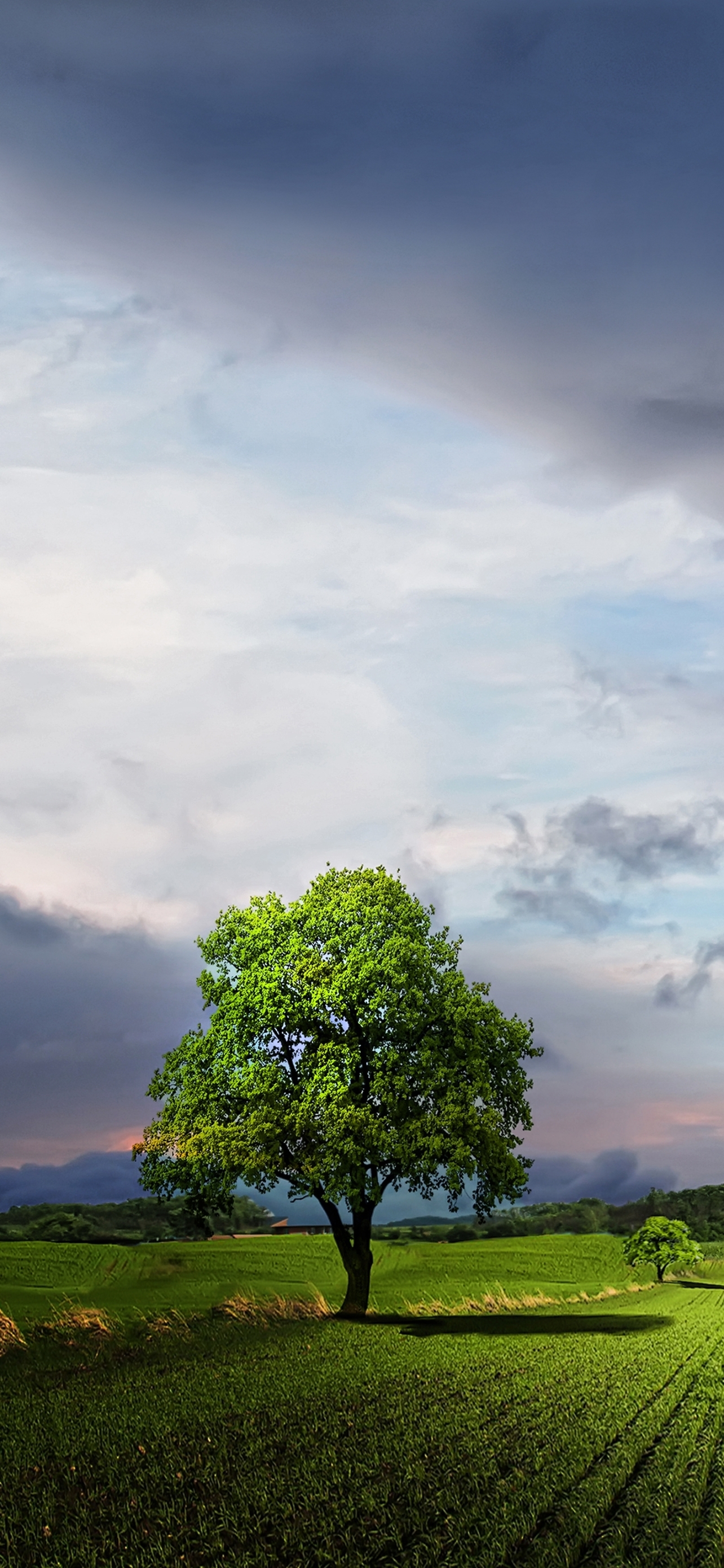 Download mobile wallpaper Trees, Tree, Earth for free.