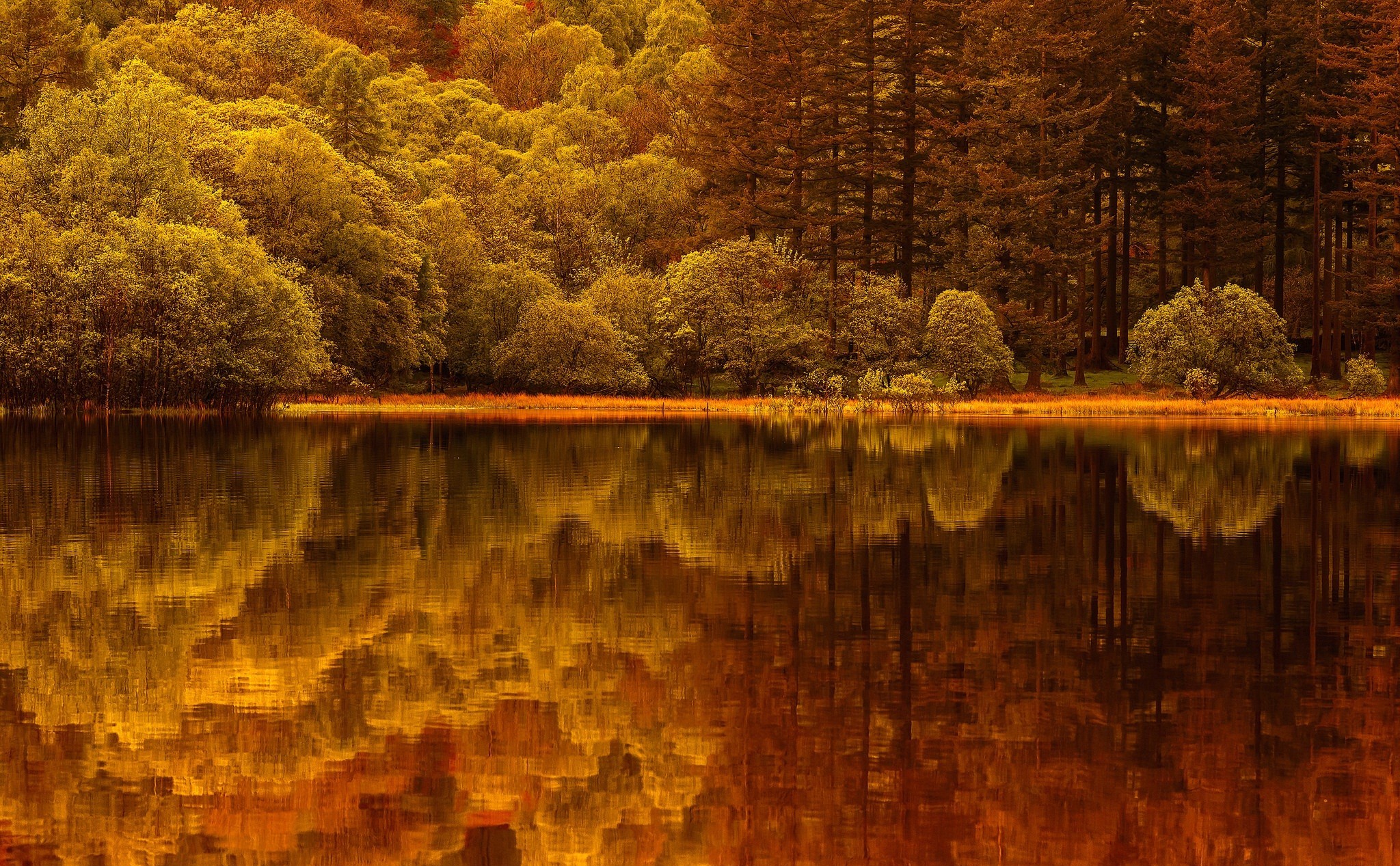 Handy-Wallpaper Wald, Erde/natur kostenlos herunterladen.