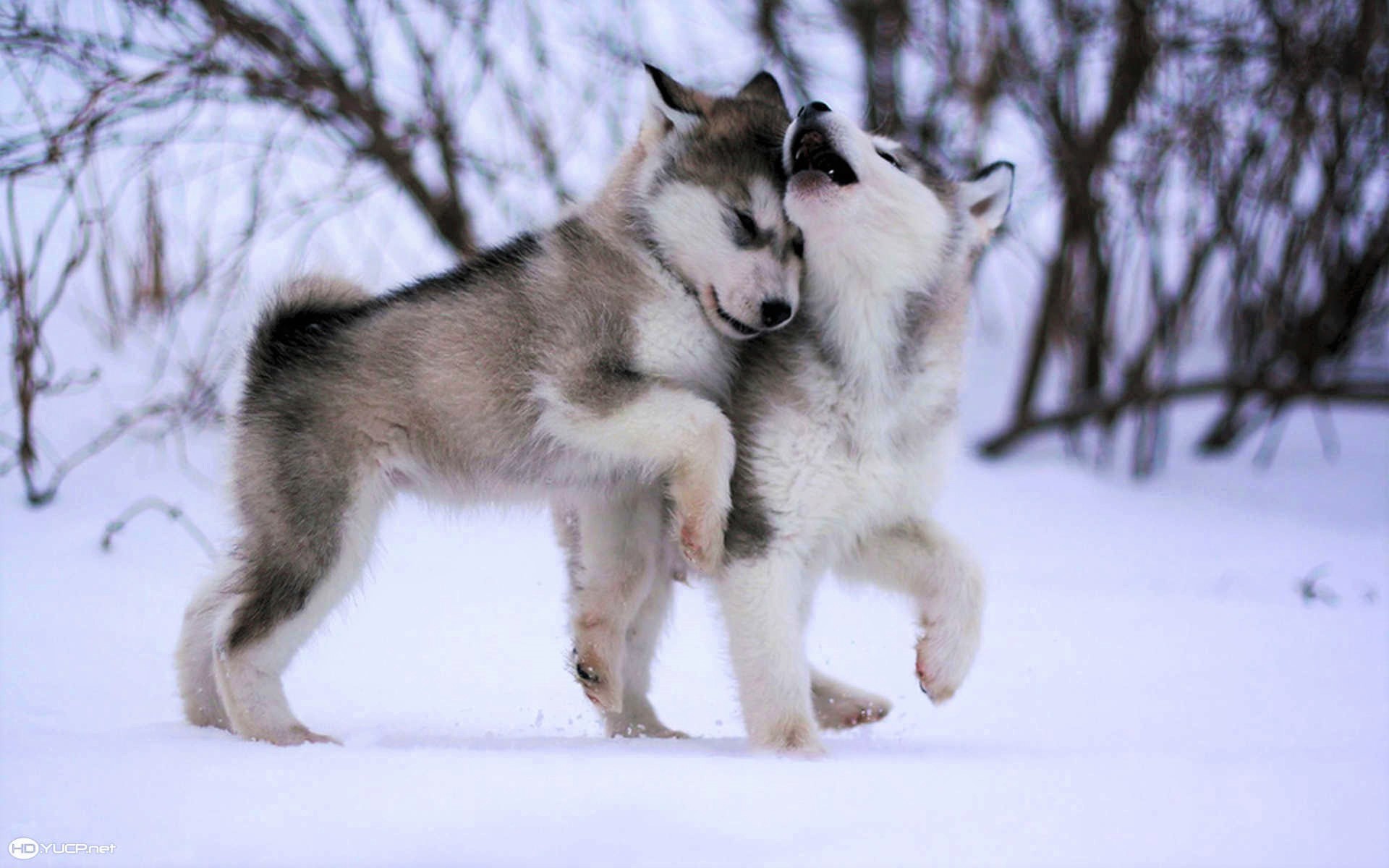 Download mobile wallpaper Winter, Dogs, Snow, Animal, Puppy, Husky, Siberian Husky, Baby Animal for free.