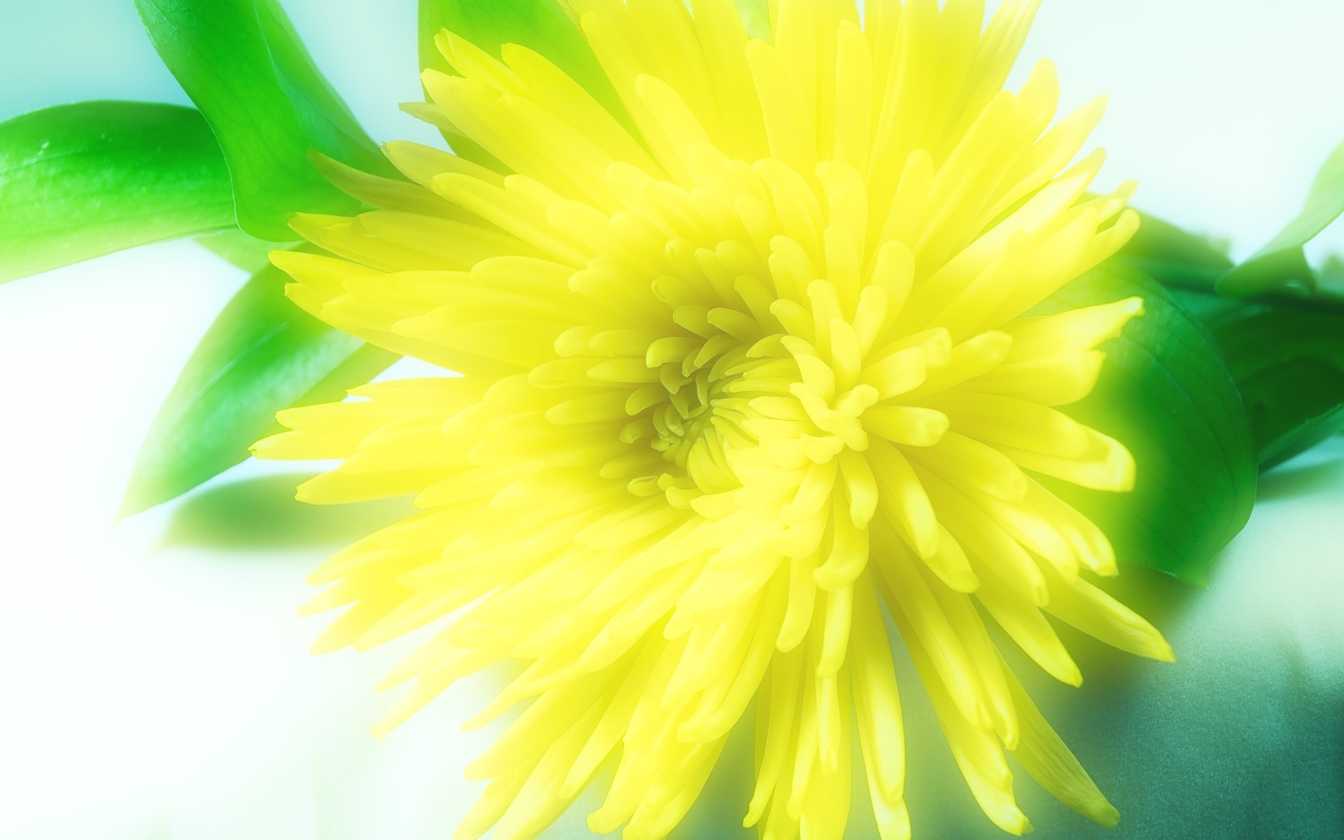 Free download wallpaper Flowers, Flower, Earth on your PC desktop