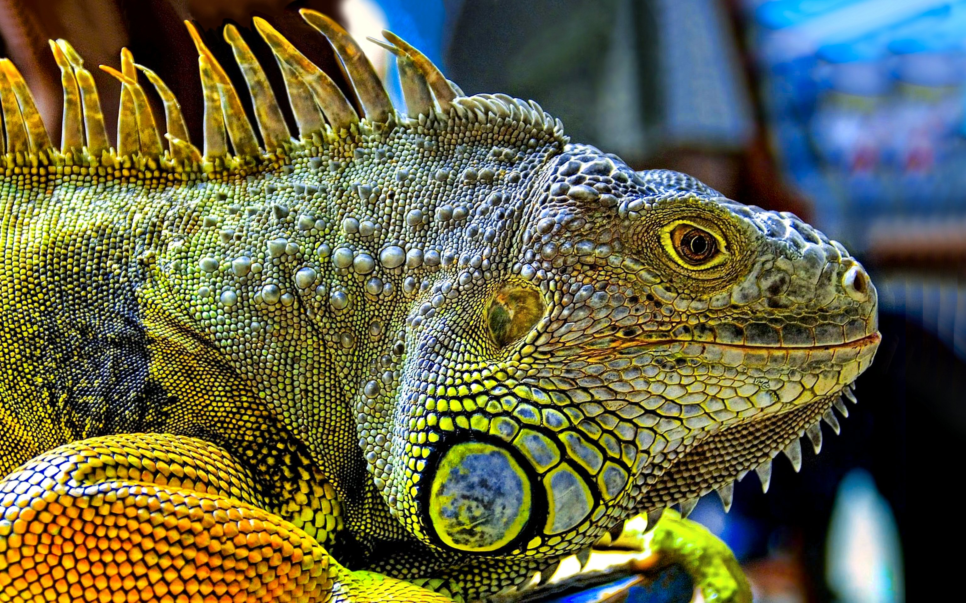 275130 descargar fondo de pantalla iguana, animales, vistoso, lagarto, reptiles: protectores de pantalla e imágenes gratis
