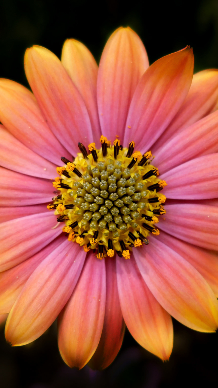 Download mobile wallpaper Nature, Flowers, Flower, Close Up, Earth, Daisy, Pink Flower for free.