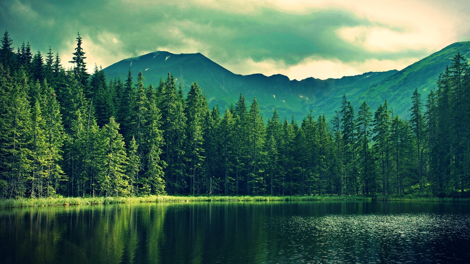 Free download wallpaper Forest, Earth on your PC desktop