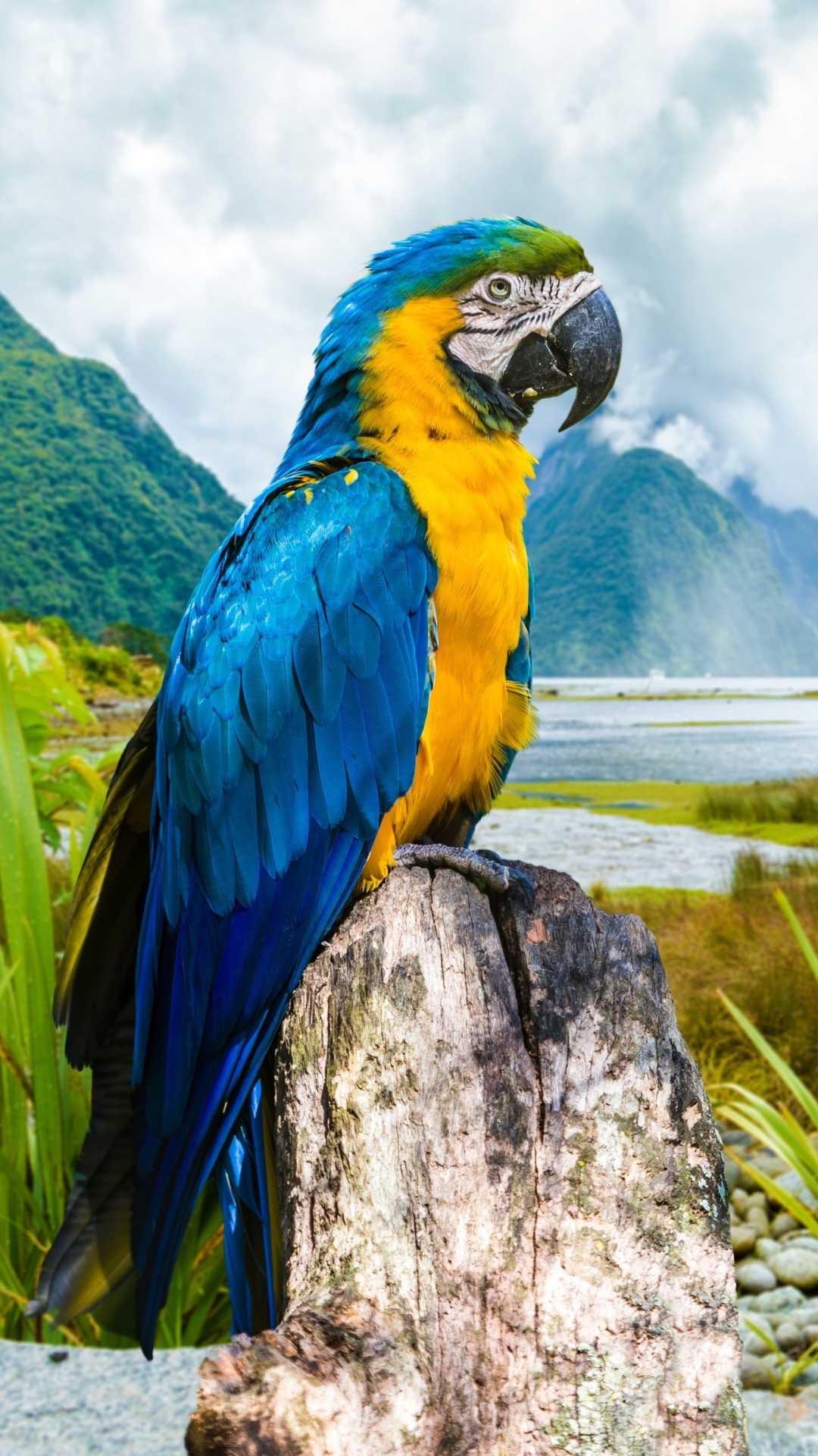 Download mobile wallpaper Birds, Mountain, Fog, Animal, River, Macaw, Parrot, Blue And Yellow Macaw for free.