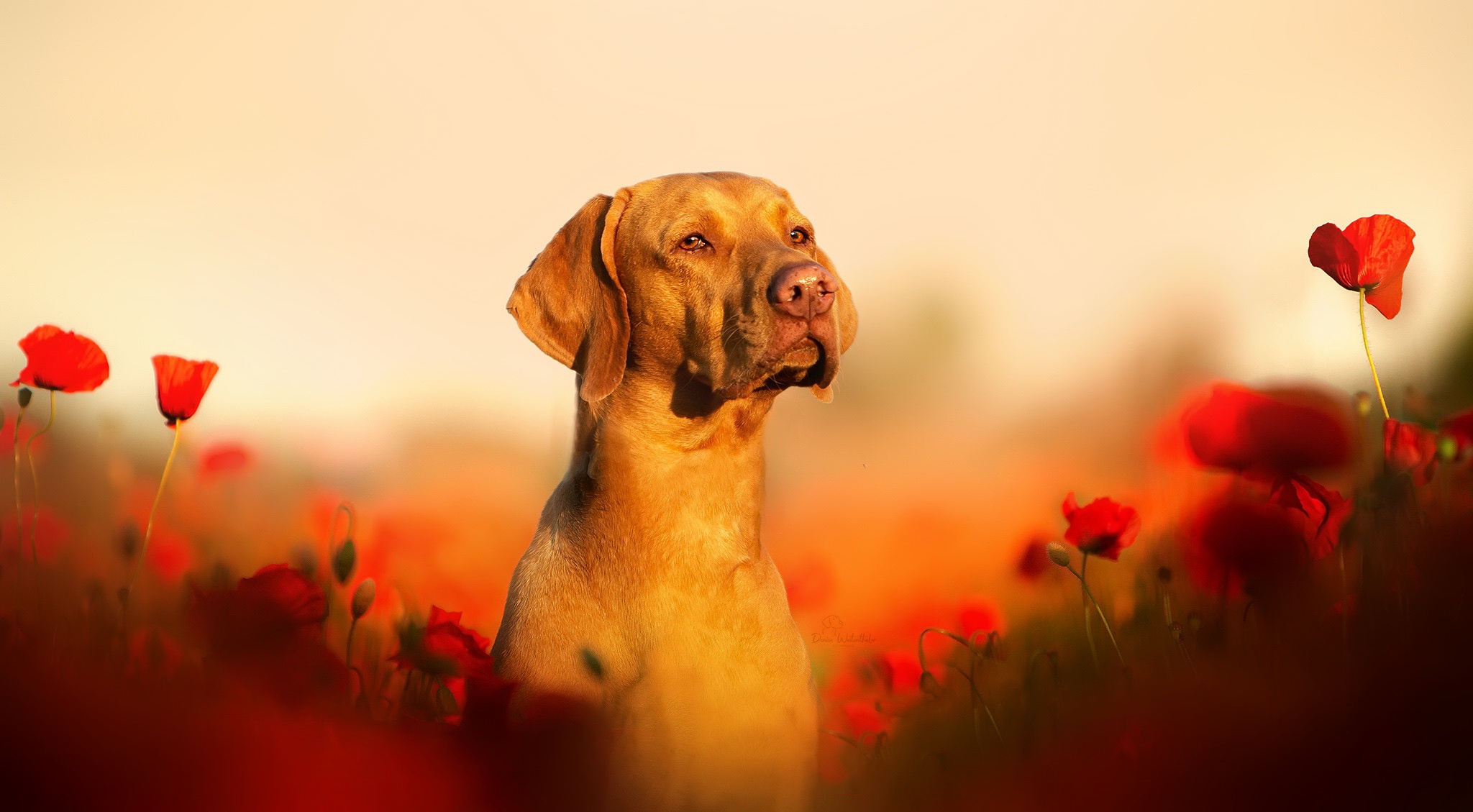 Free download wallpaper Dogs, Dog, Animal, Vizsla on your PC desktop