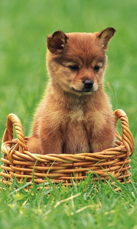 Baixar papel de parede para celular de Animais, Cães, Filhote gratuito.