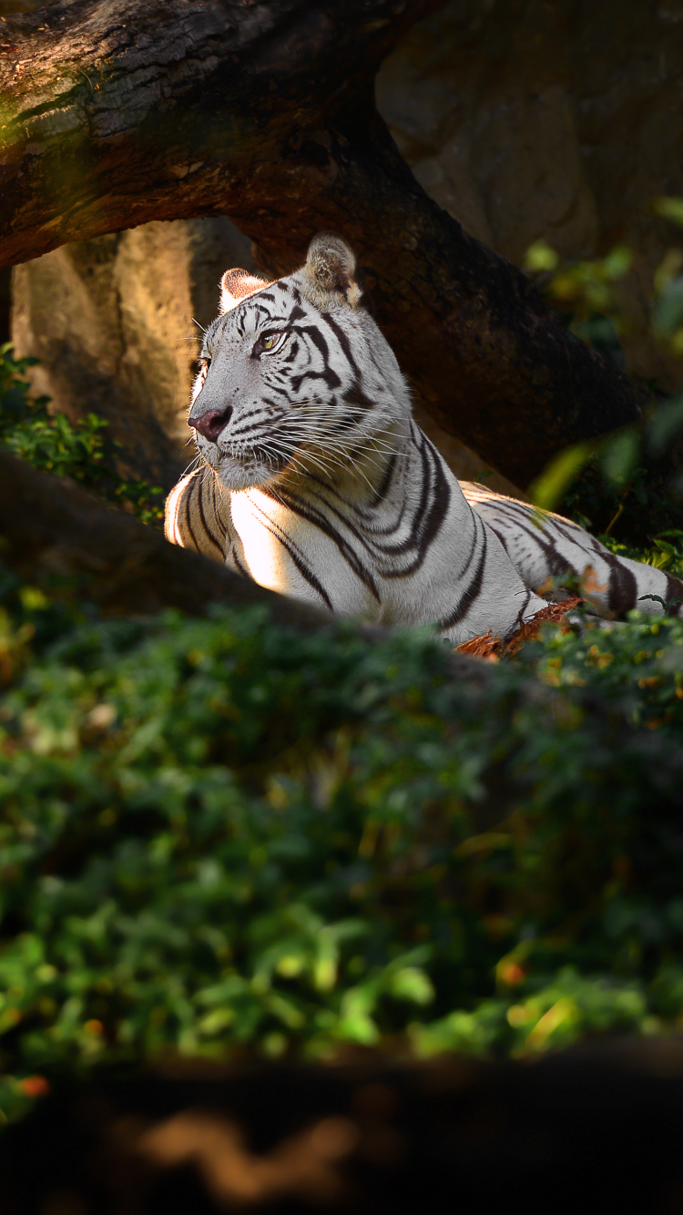 Descarga gratuita de fondo de pantalla para móvil de Animales, Gatos, Tigre, Tigre Blanco.