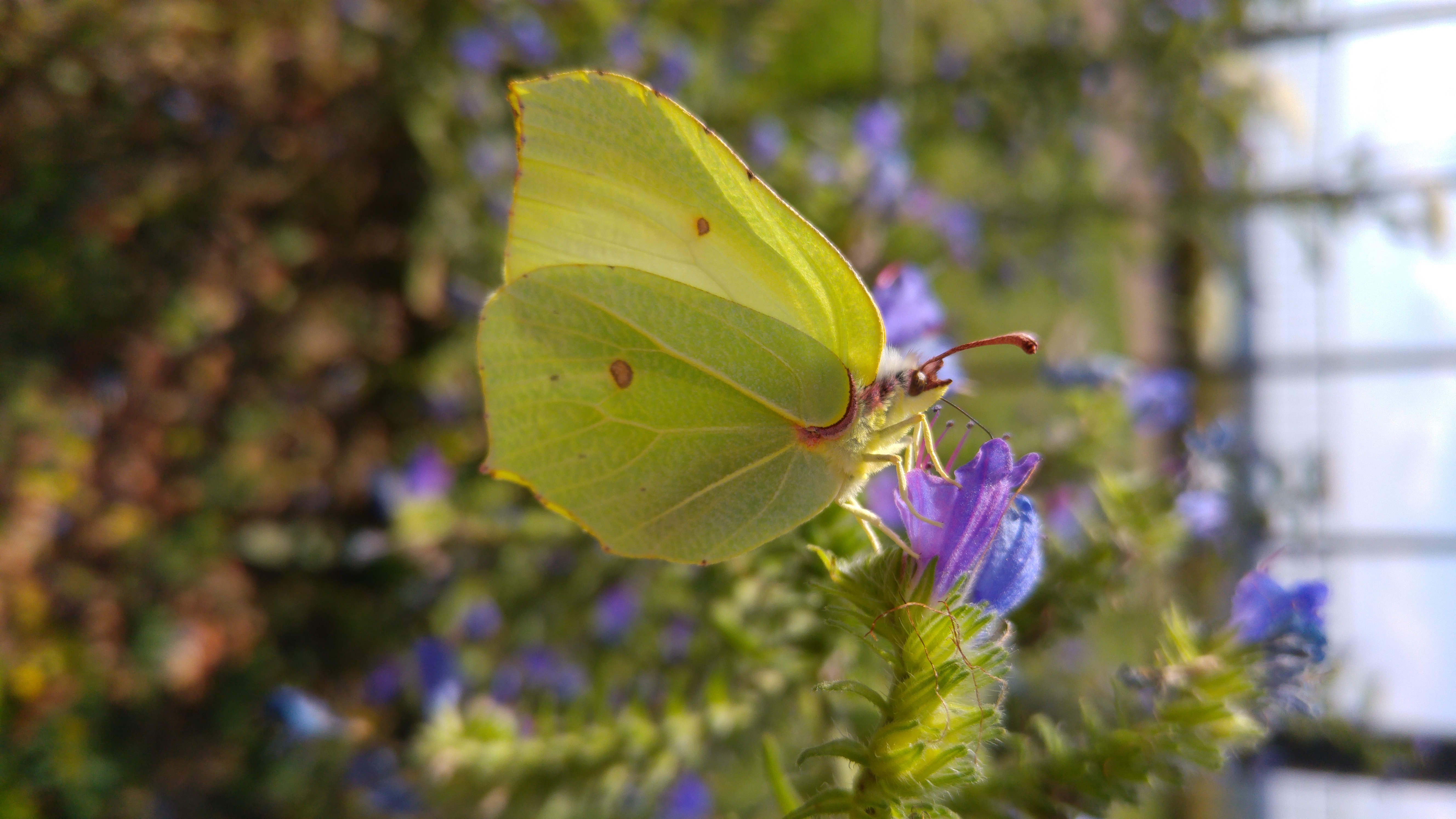 Download mobile wallpaper Butterfly, Animal for free.