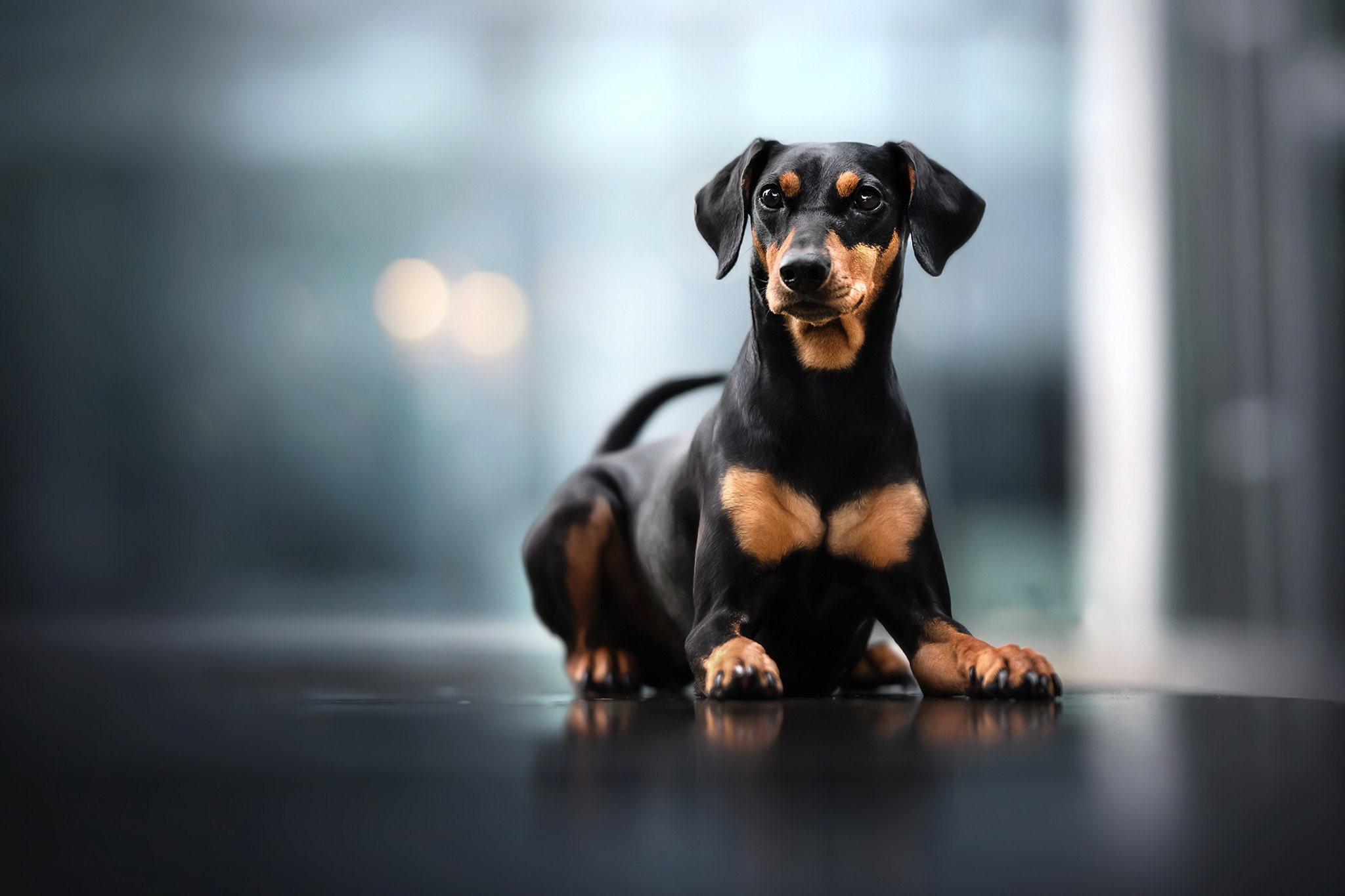 Download mobile wallpaper Dogs, Dog, Animal, Puppy, Baby Animal, Doberman Pinscher for free.