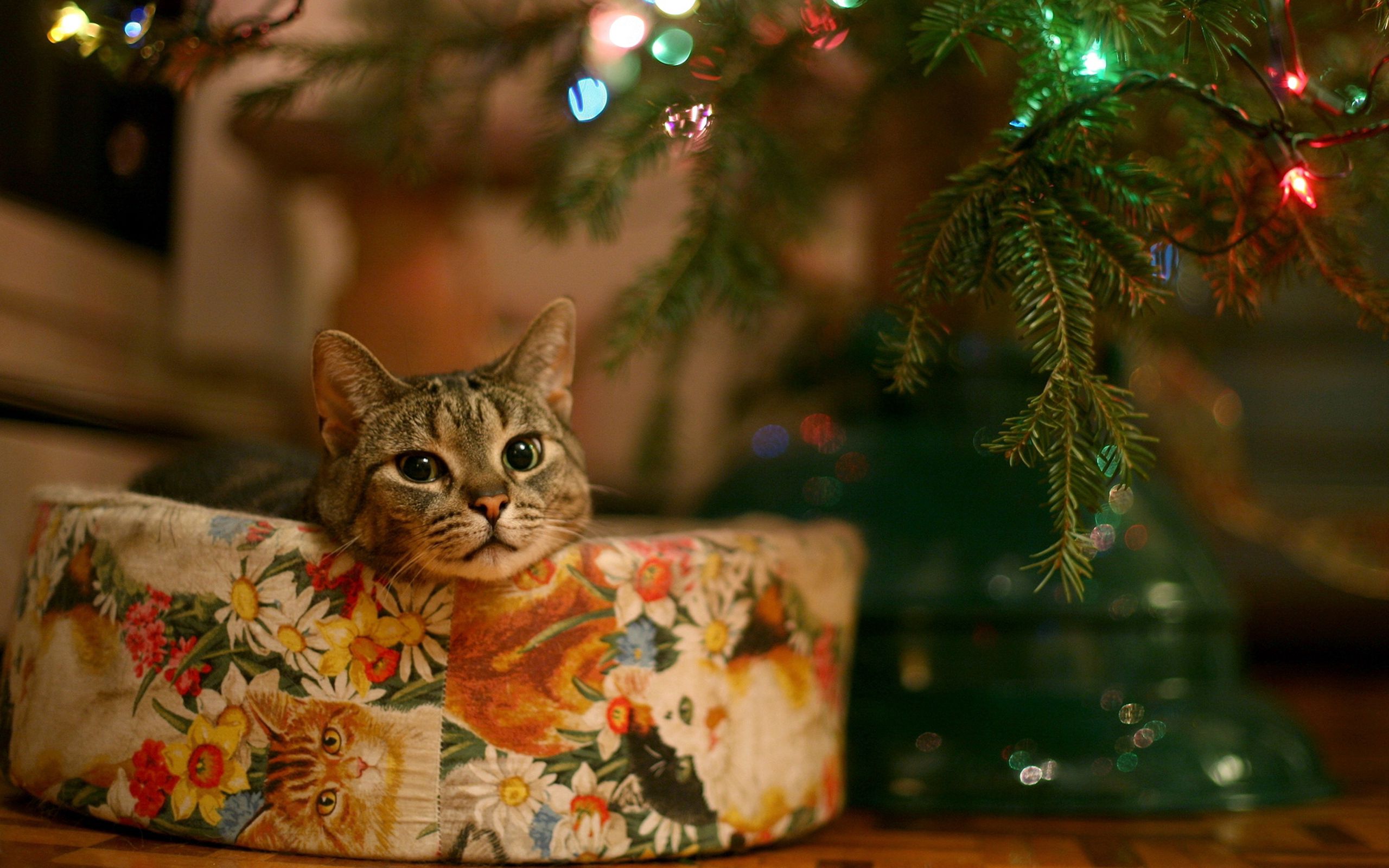 145505 descargar fondo de pantalla árbol de navidad, animales, año nuevo, gato, guirnalda: protectores de pantalla e imágenes gratis